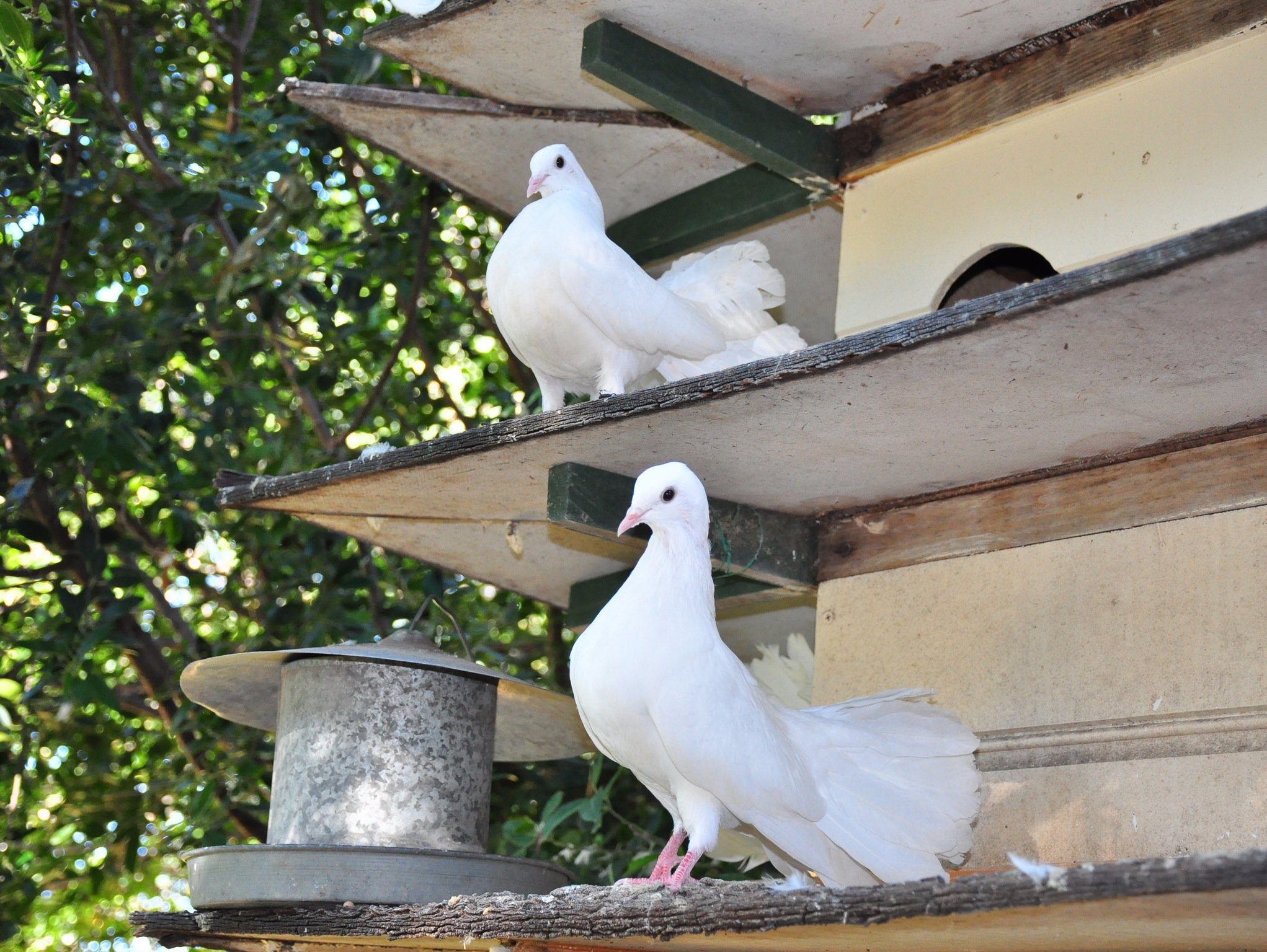 The Dove Cote in Tanunda, SA — photo 2