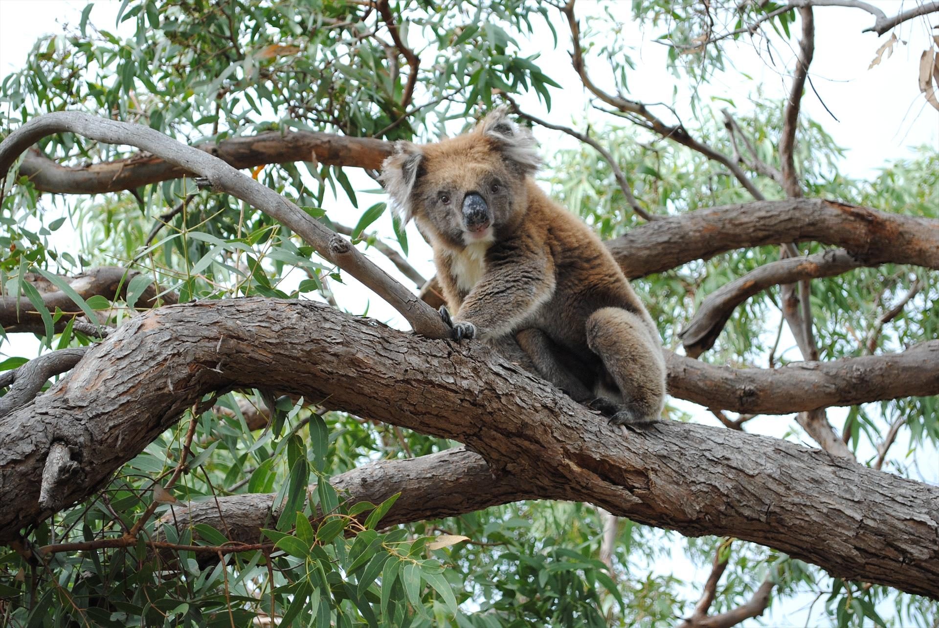 Mikkira Station Koala Sanctuary Tours in Port Lincoln, SA — photo 2
