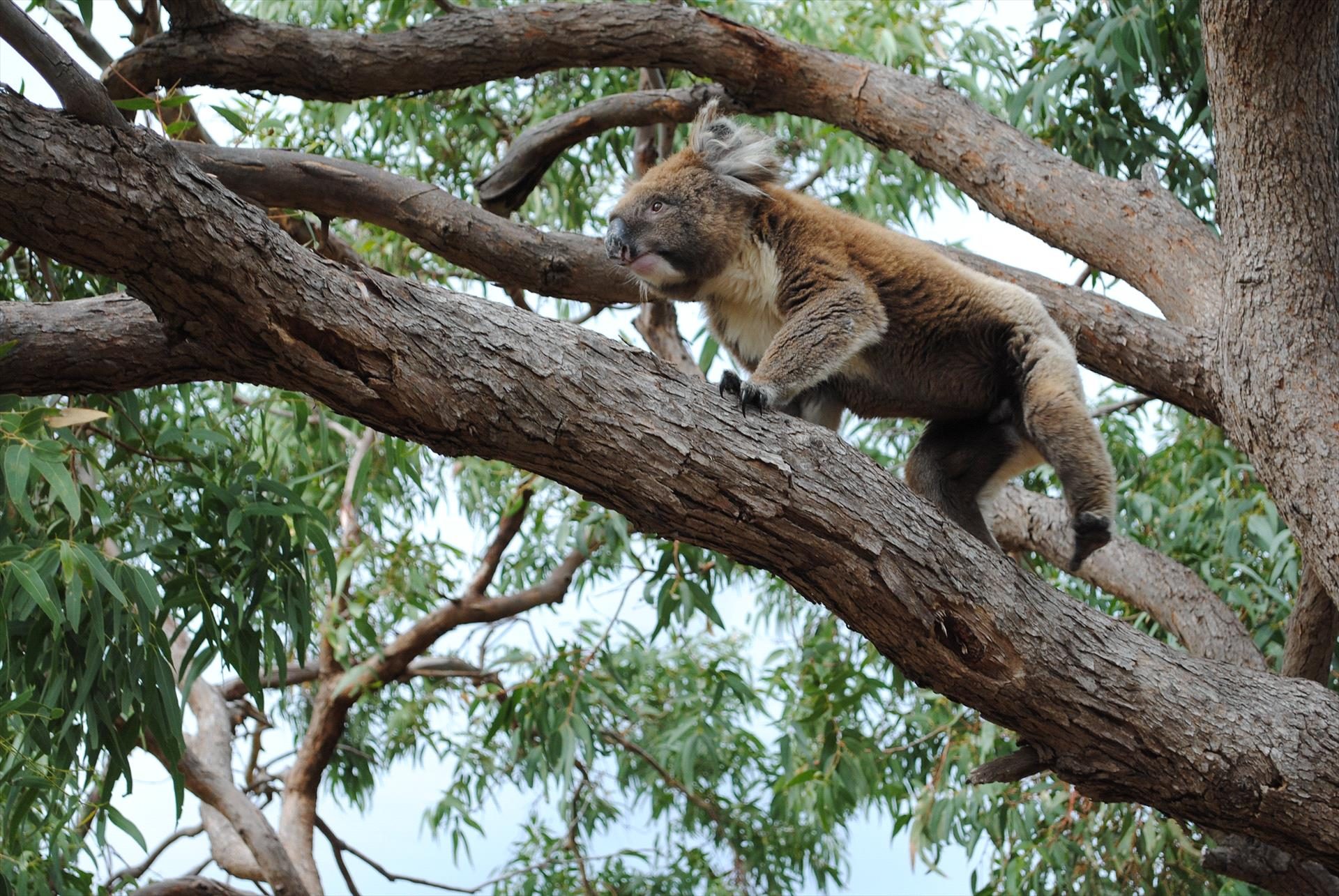 Mikkira Station Koala Sanctuary Tours in Port Lincoln, SA — photo 1