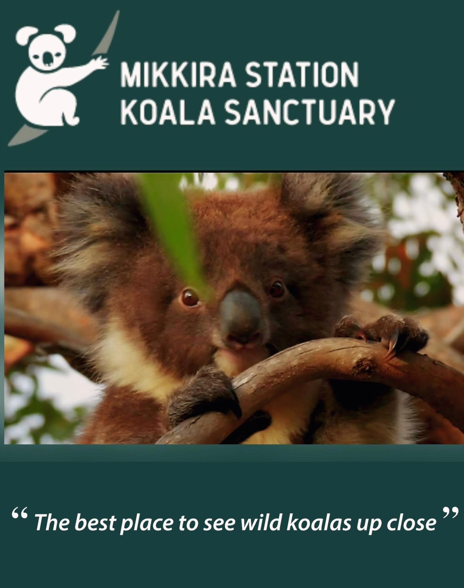 Mikkira Station Koala Sanctuary Tours in Port Lincoln, SA — photo 4