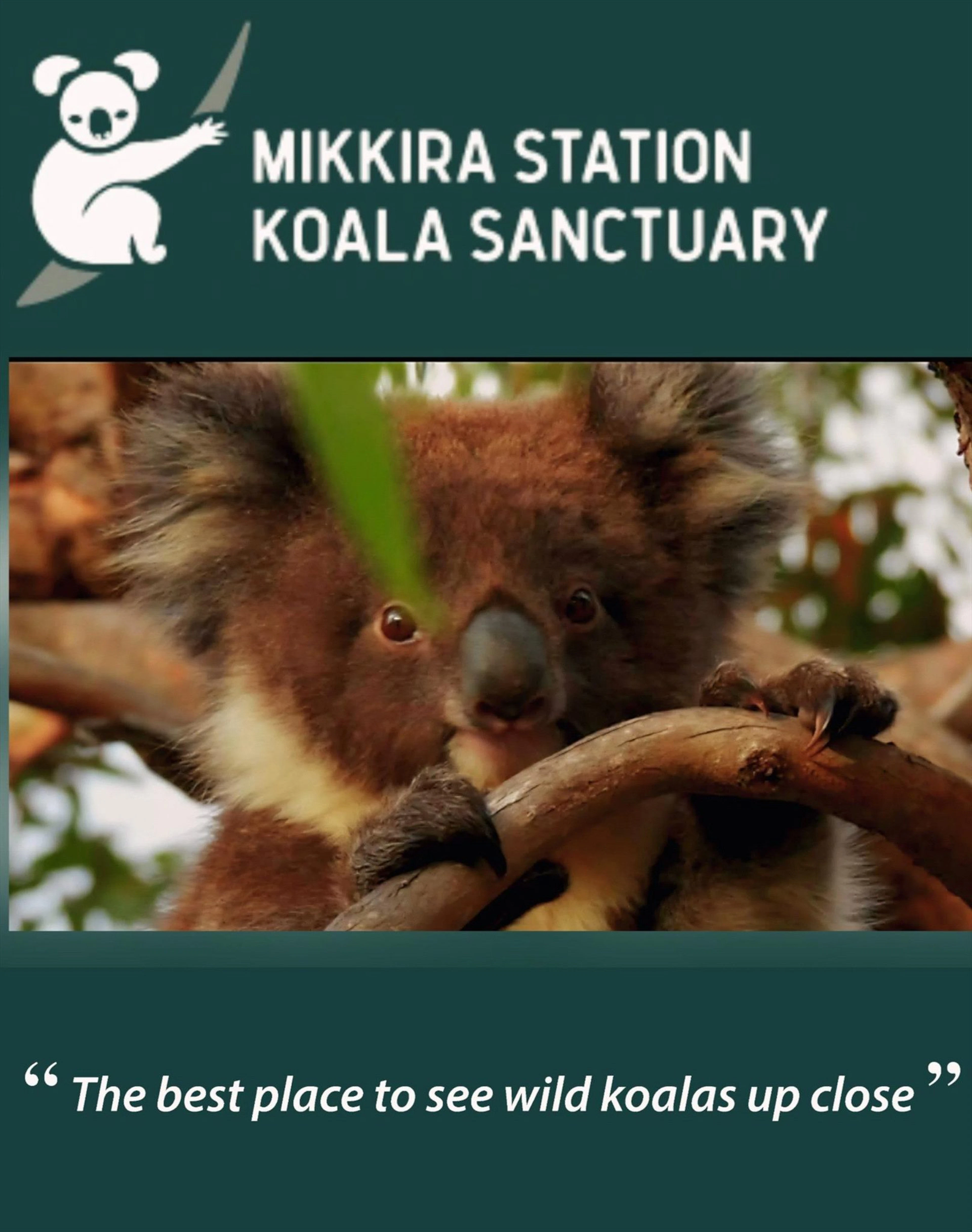Mikkira Station Koala Sanctuary Tours in Port Lincoln, SA — photo 4