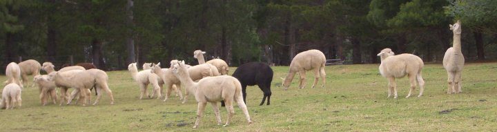 Madison's Mountain Retreat — Kurrajong Heights, NSW