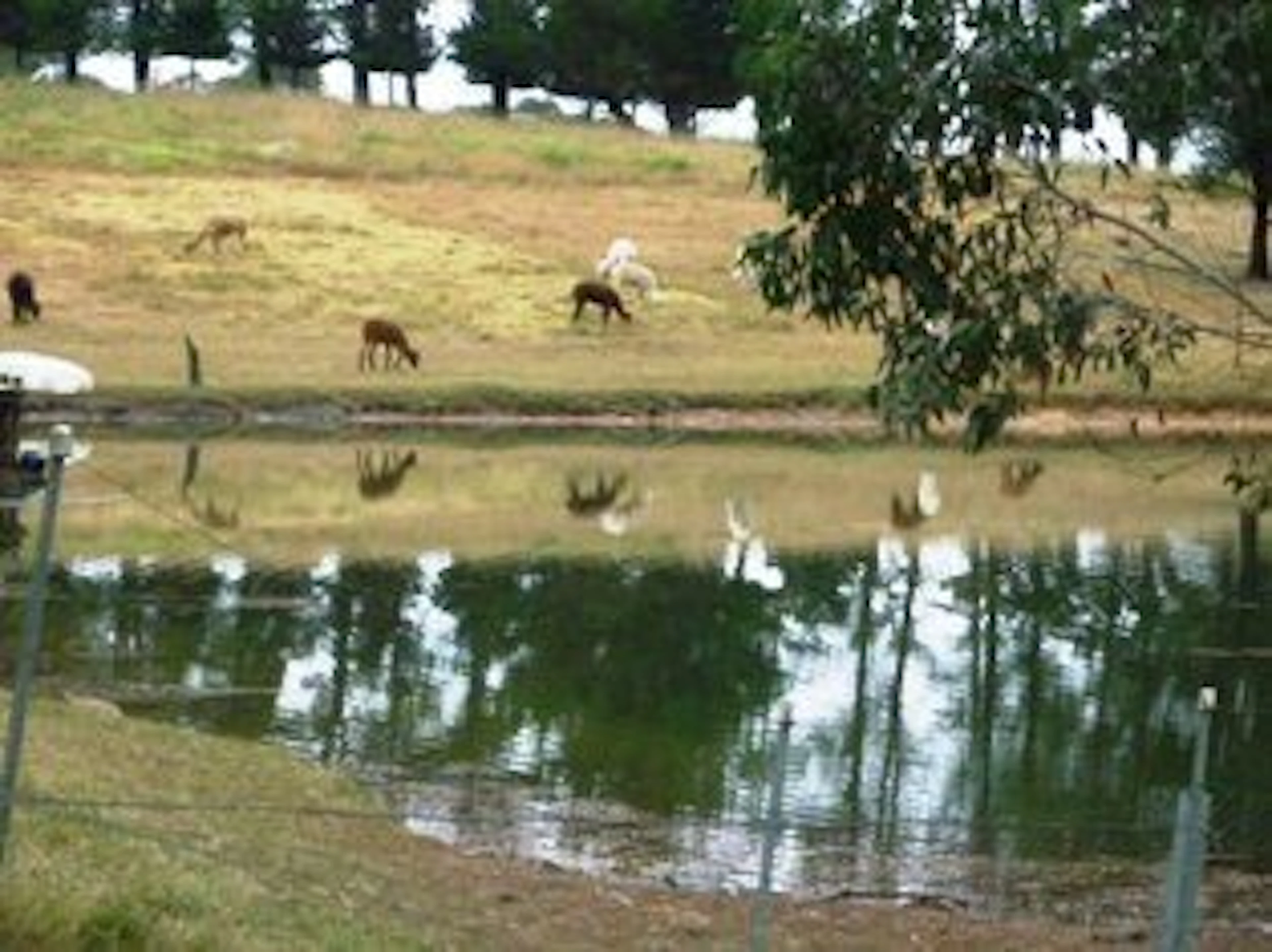 Madison's Mountain Retreat in Kurrajong Heights, NSW — photo 3