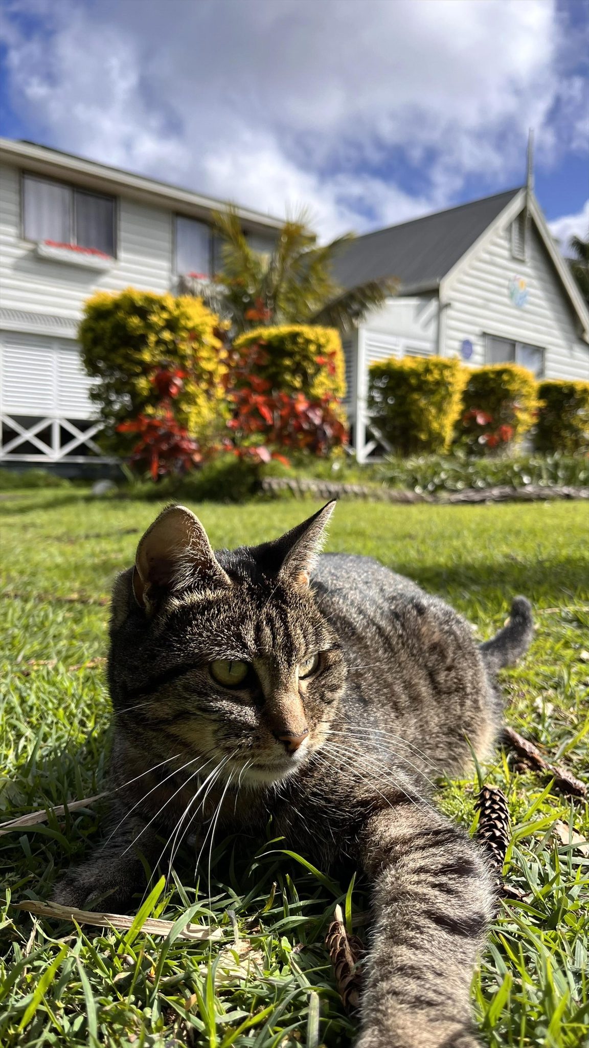 Channers on Norfolk in Norfolk Island, NSW — photo 5