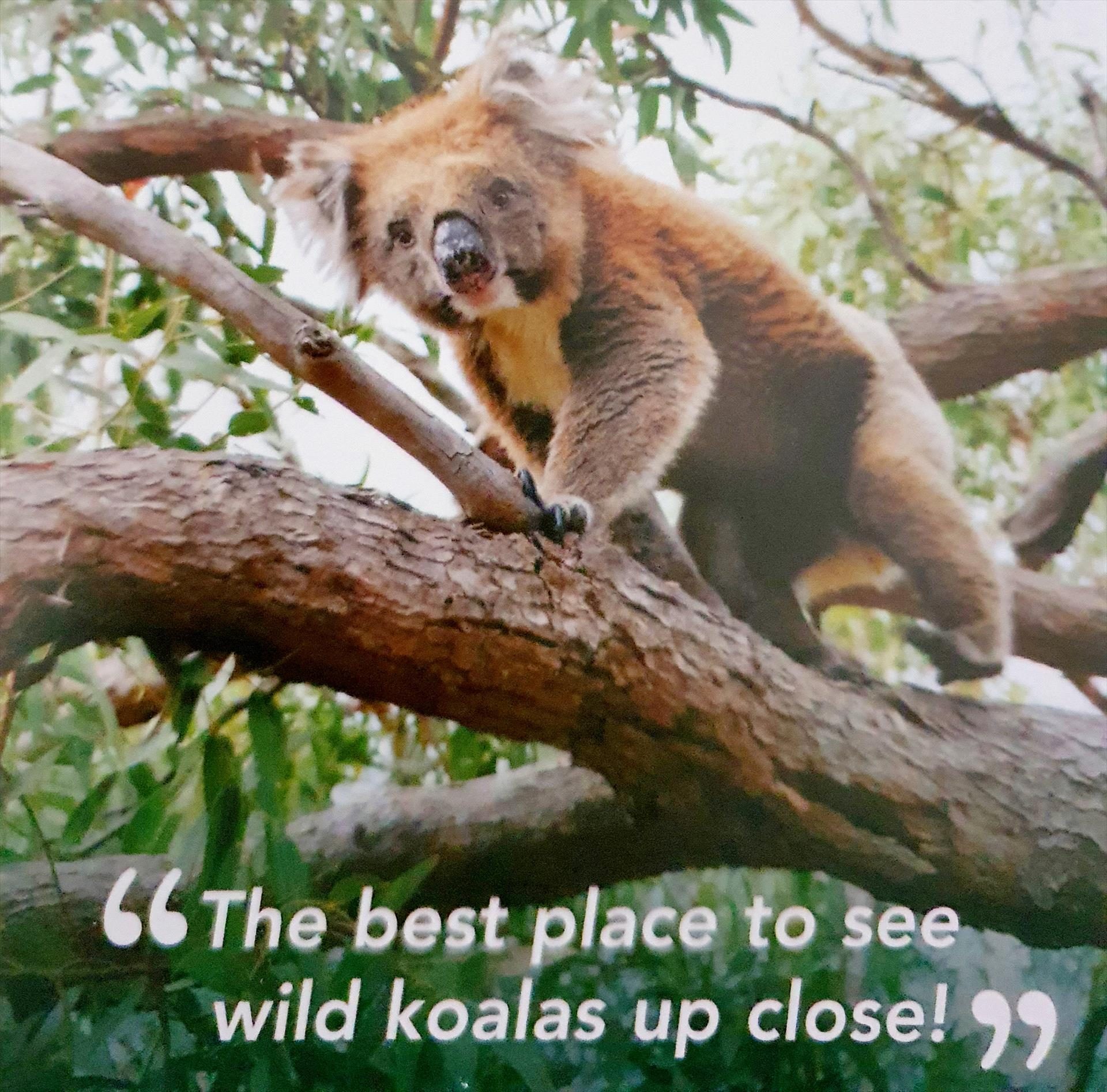 Mikkira Station Koala Sanctuary — Port Lincoln, SA