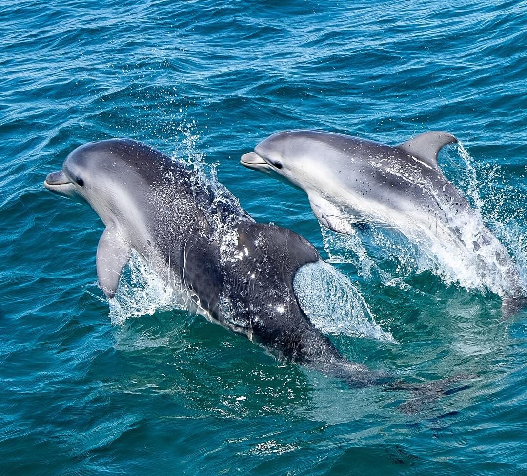 Sea All Dolphin Swims in Queenscliff, VIC — photo 5