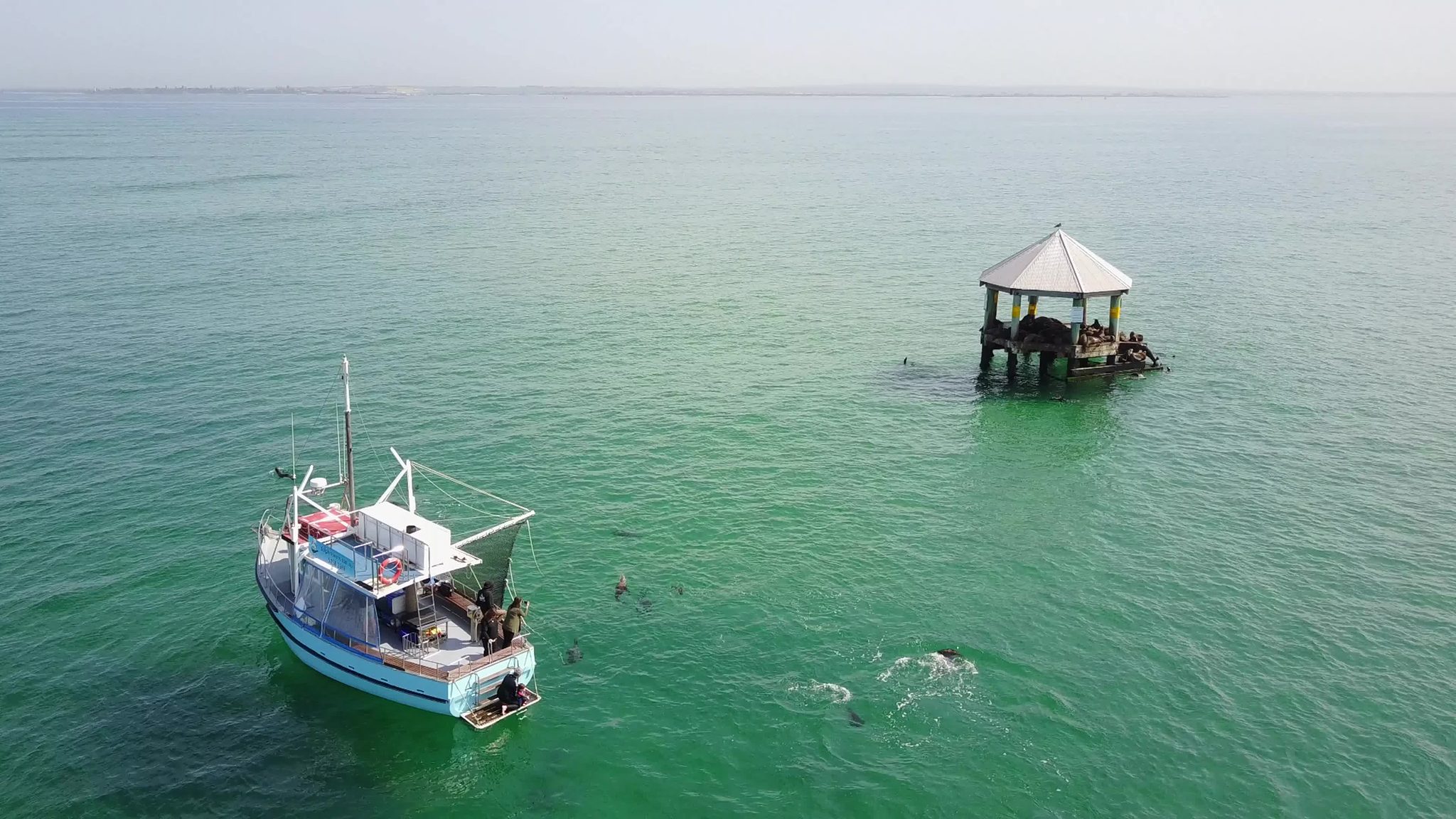 Sea All Dolphin Swims in Queenscliff, VIC — photo 4