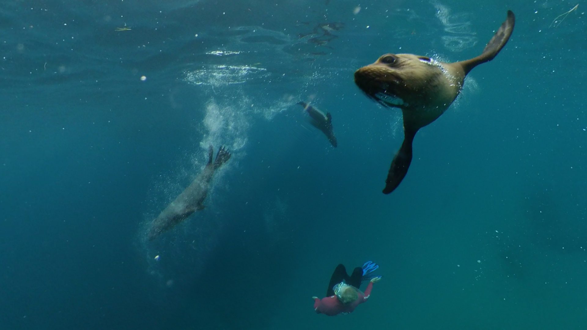 Sea All Dolphin Swims in Queenscliff, VIC — photo 1