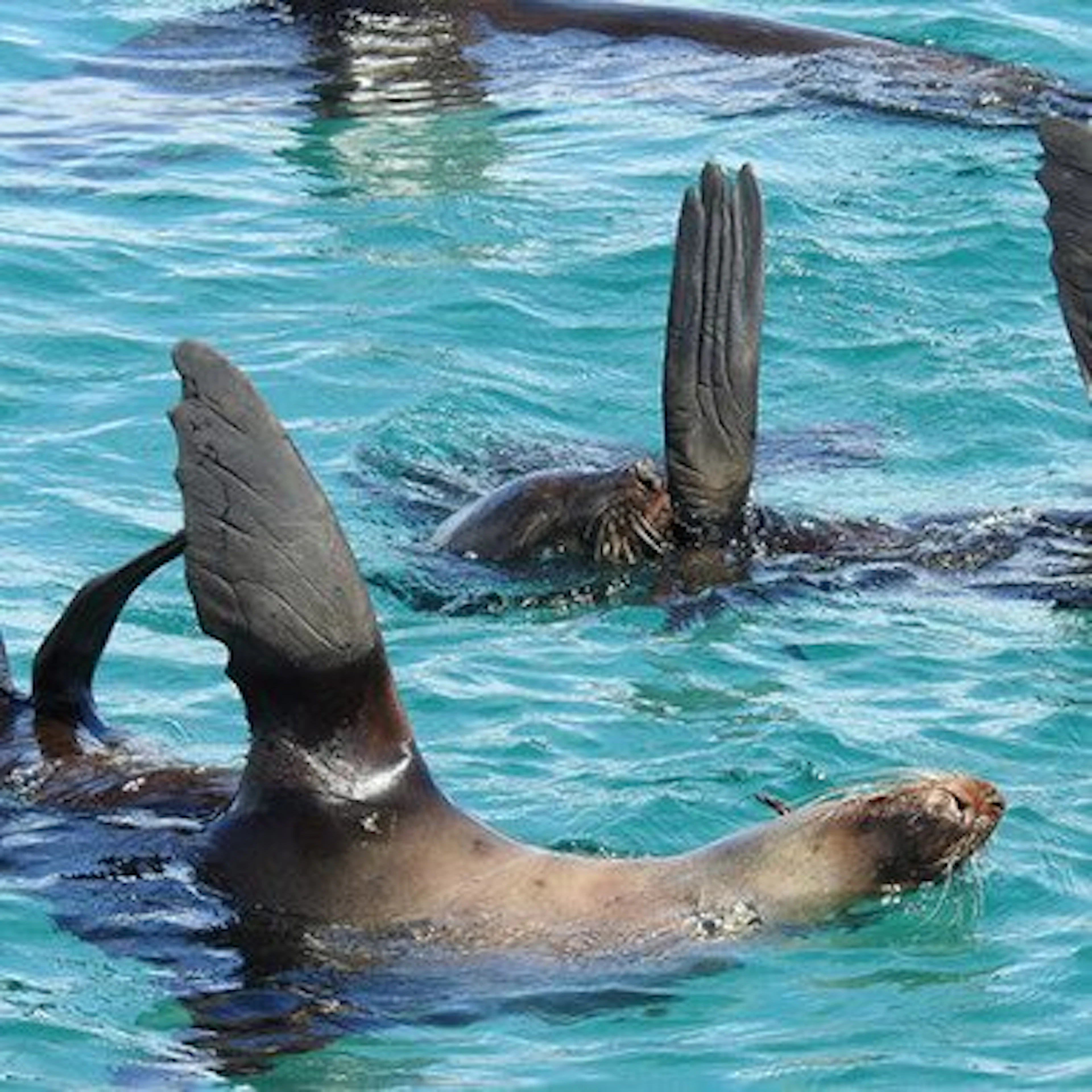 Sea All Dolphin Swims in Queenscliff, VIC — photo 5