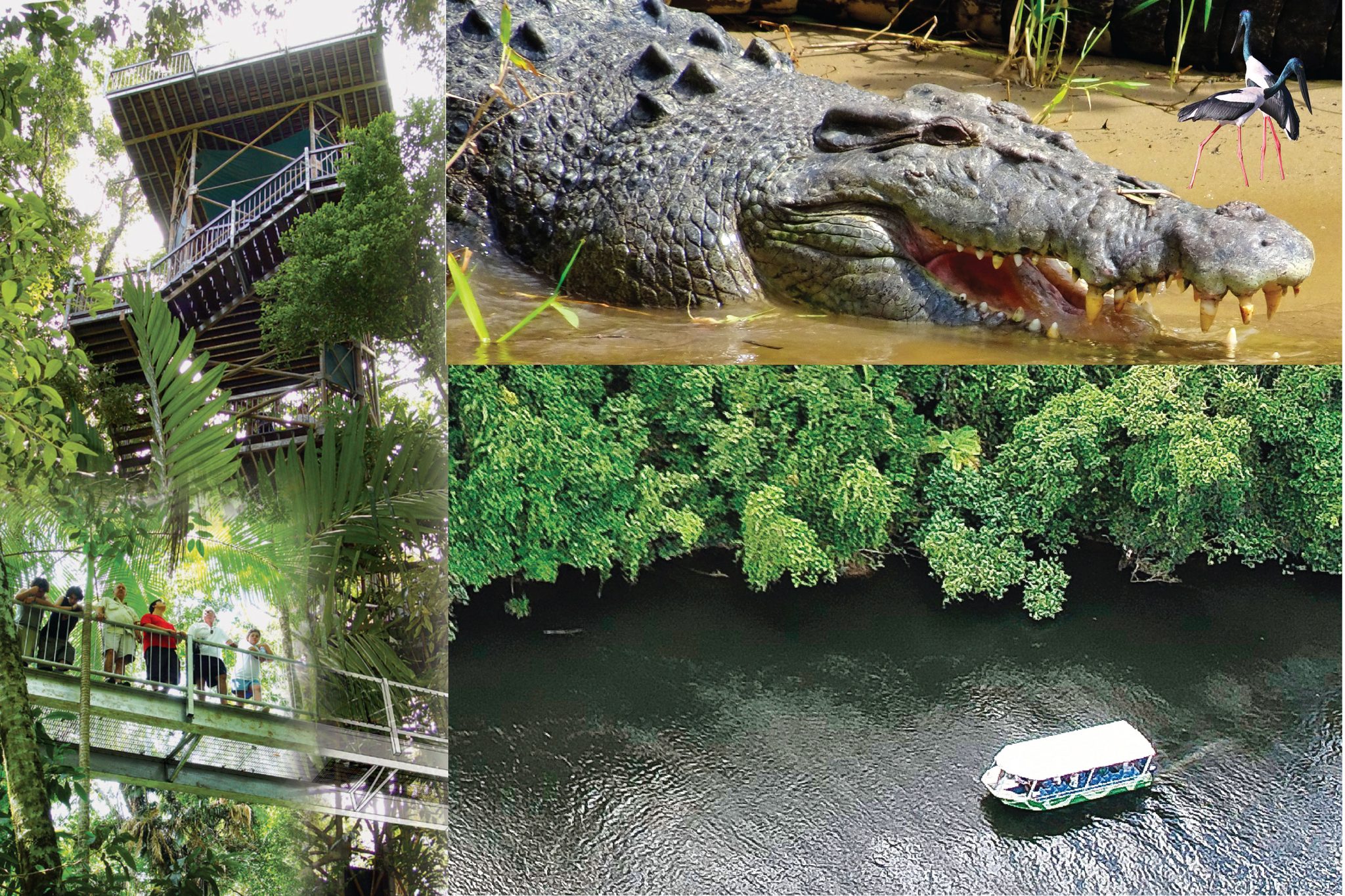 Crocodile Express Daintree River Cruises in Daintree, QLD — photo 4