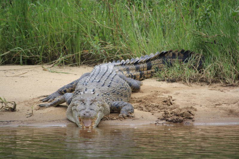 Crocodile Express Daintree River Cruises in Daintree, QLD — photo 1