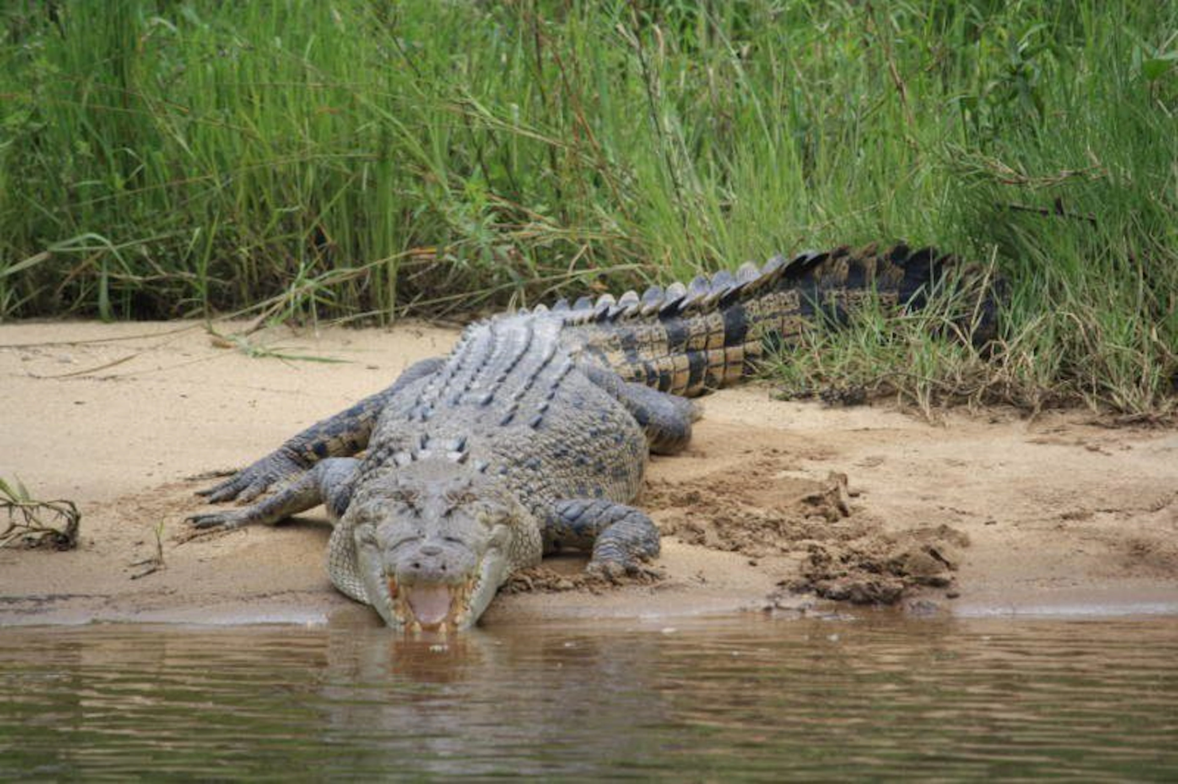 Crocodile Express Daintree River Cruises in Daintree, QLD — photo 1