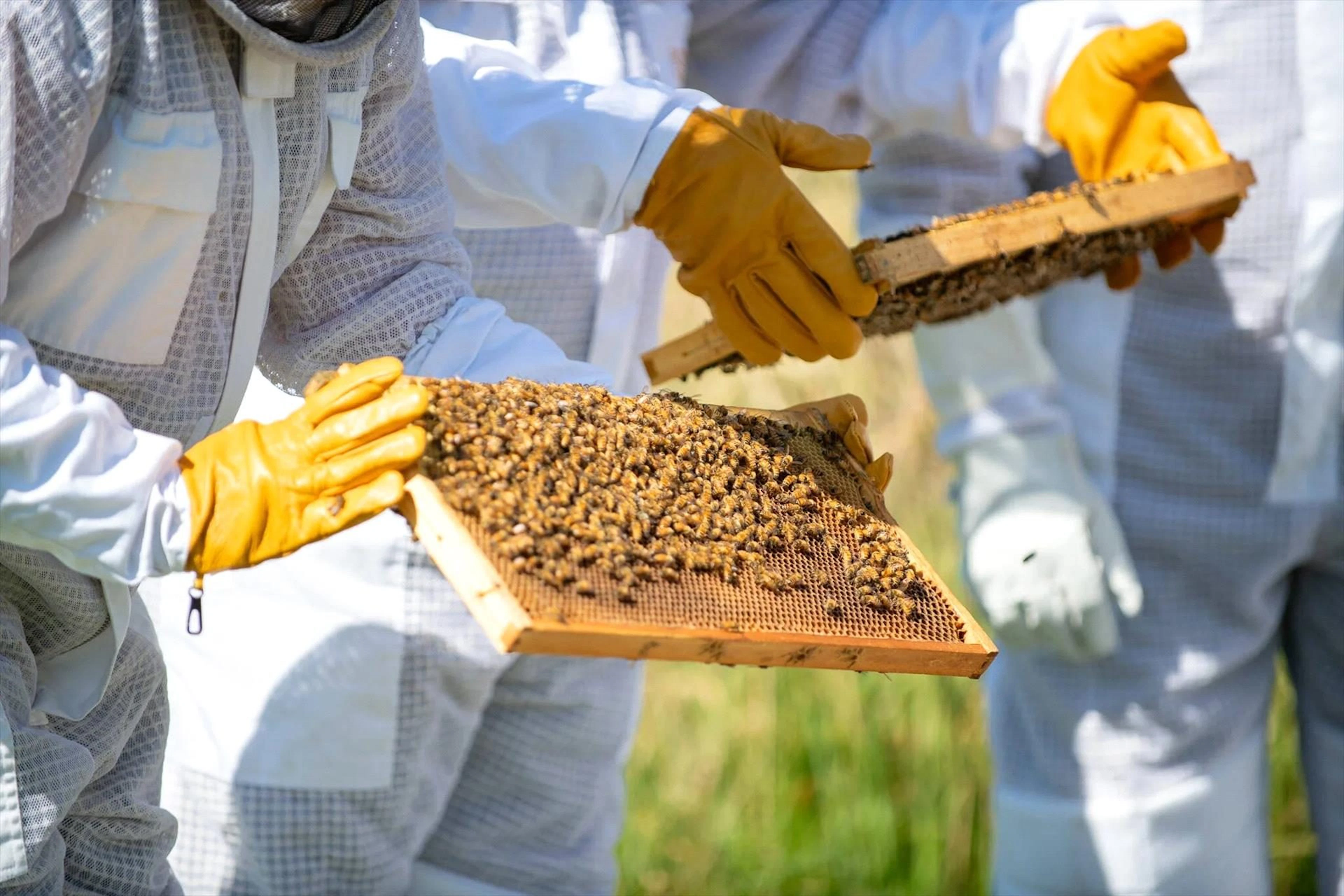 Bowral Honey Farm in Bowral, NSW — photo 3