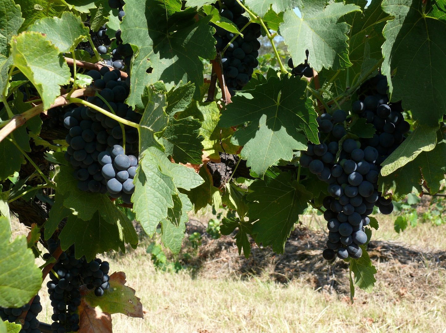 27 Rows on Hermitage in Pokolbin, NSW — photo 5