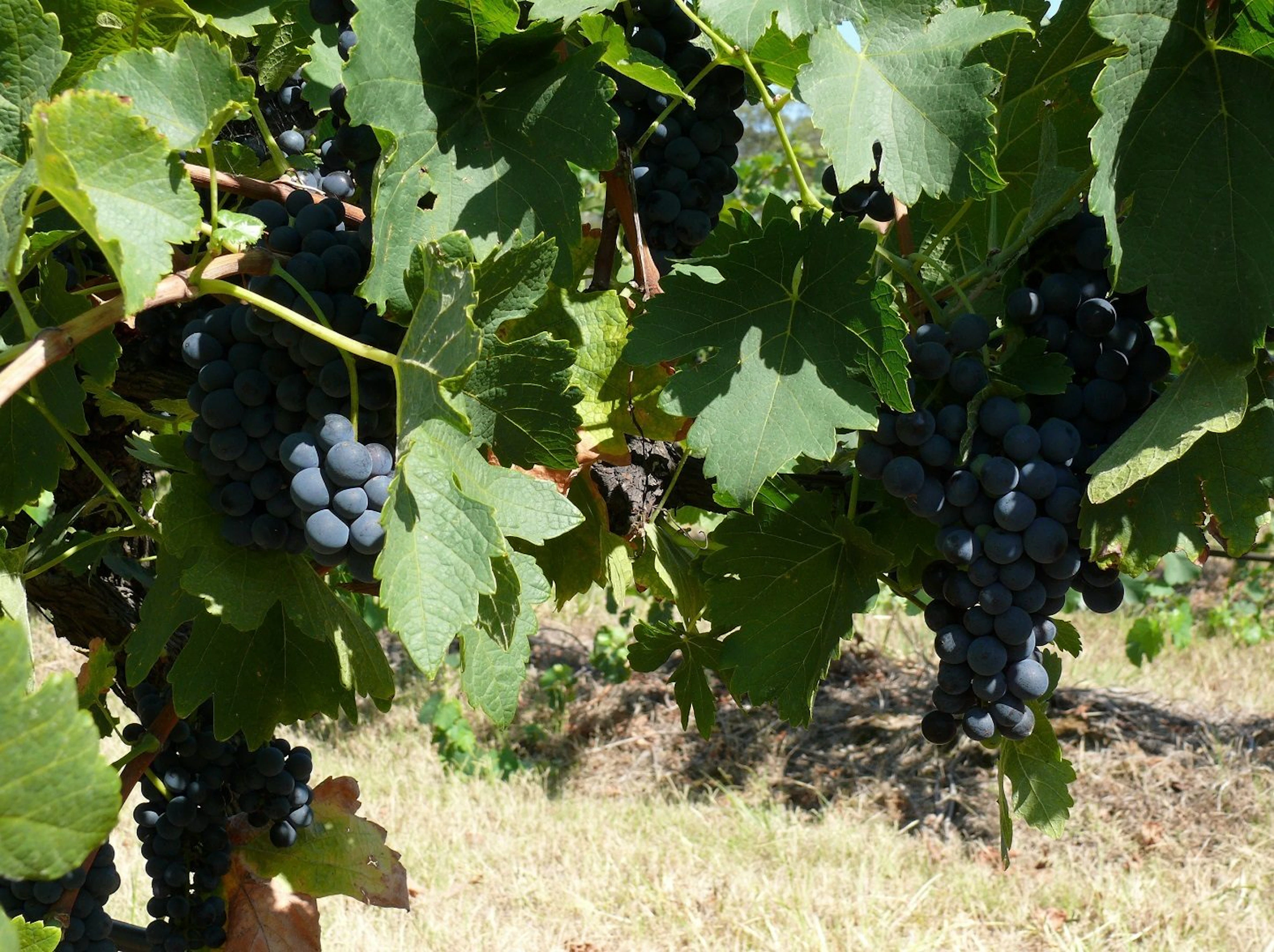 27 Rows on Hermitage in Pokolbin, NSW — photo 5