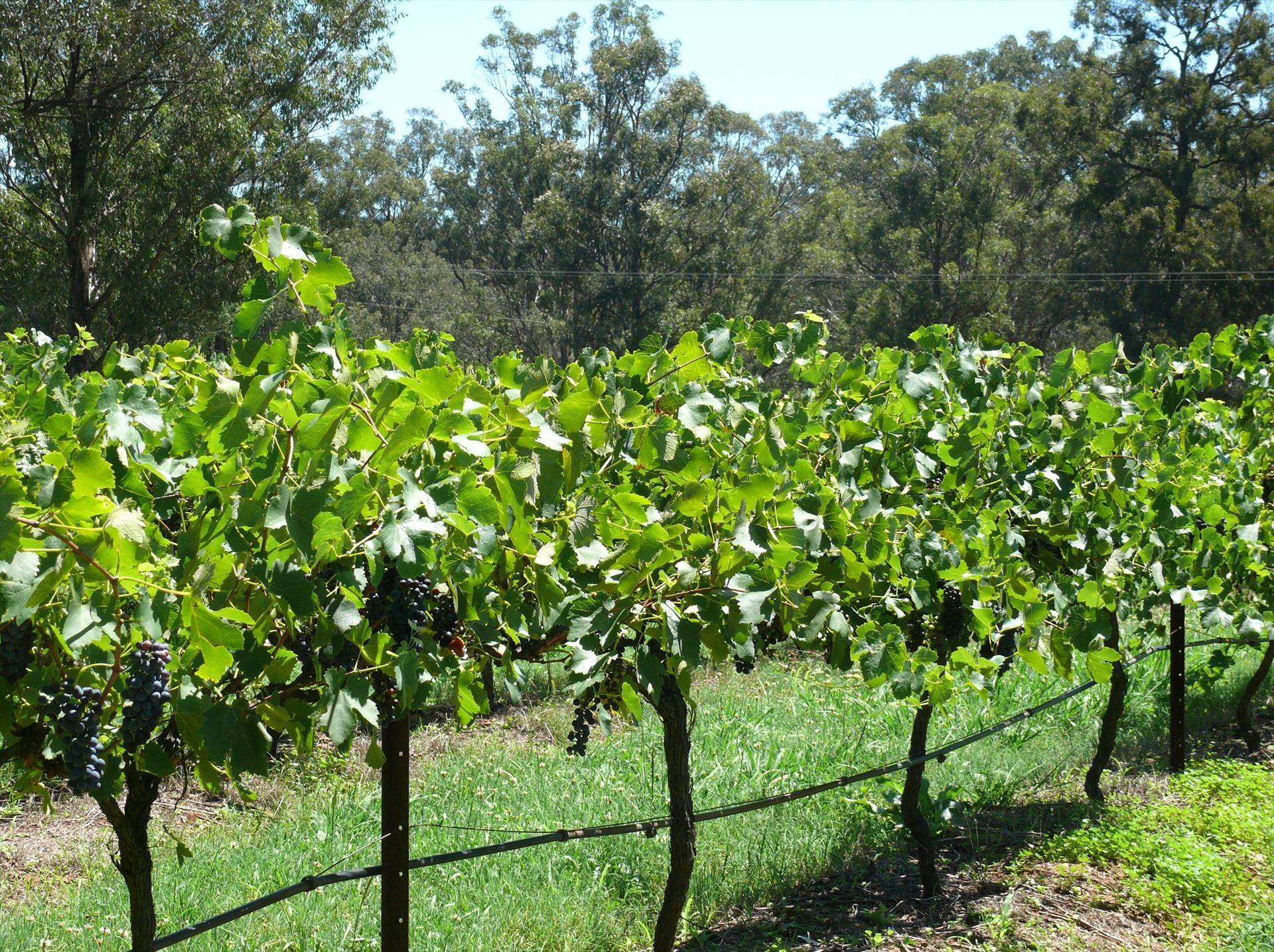 27 Rows on Hermitage in Pokolbin, NSW — photo 3