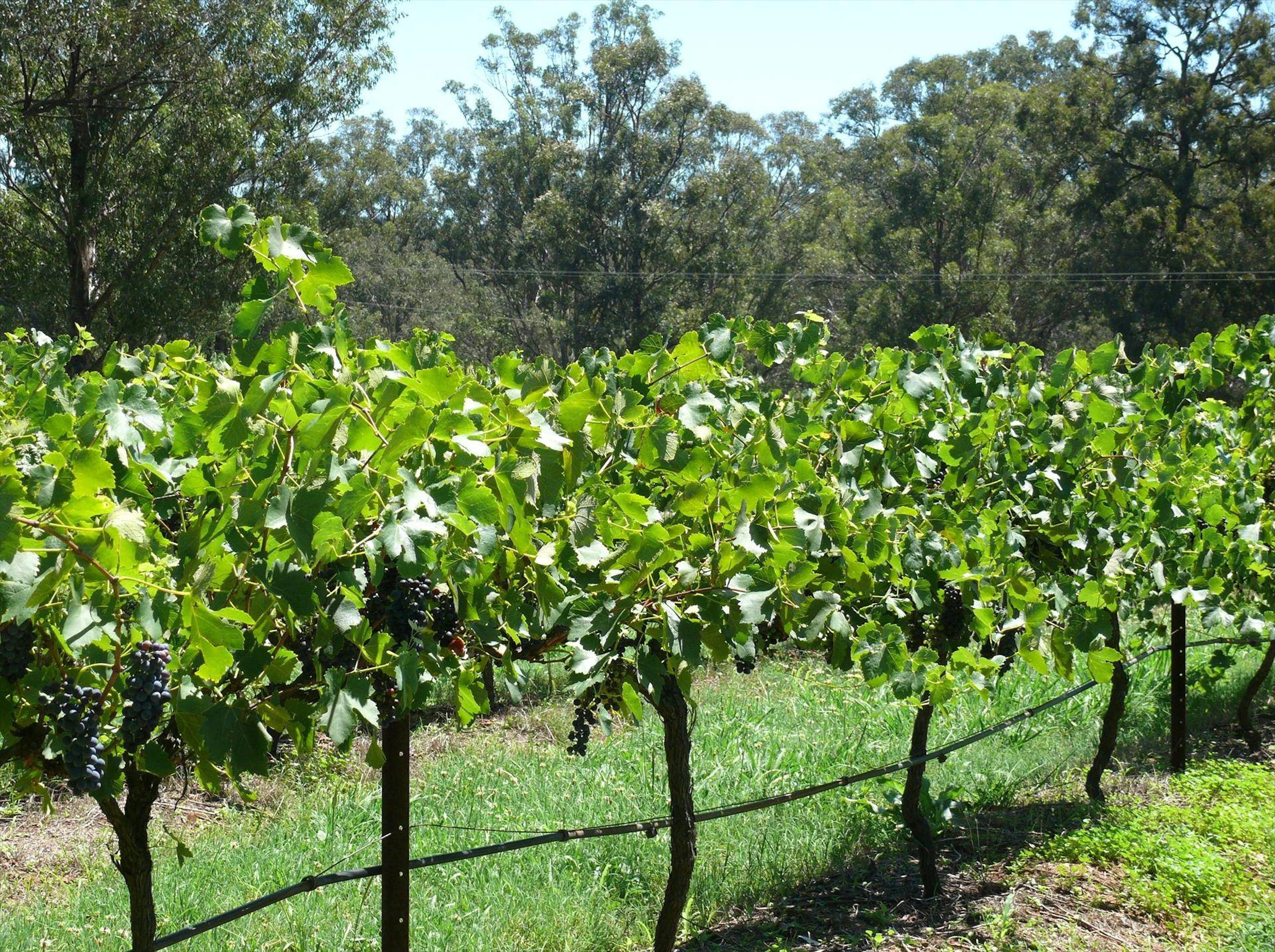 27 Rows on Hermitage in Pokolbin, NSW — photo 3