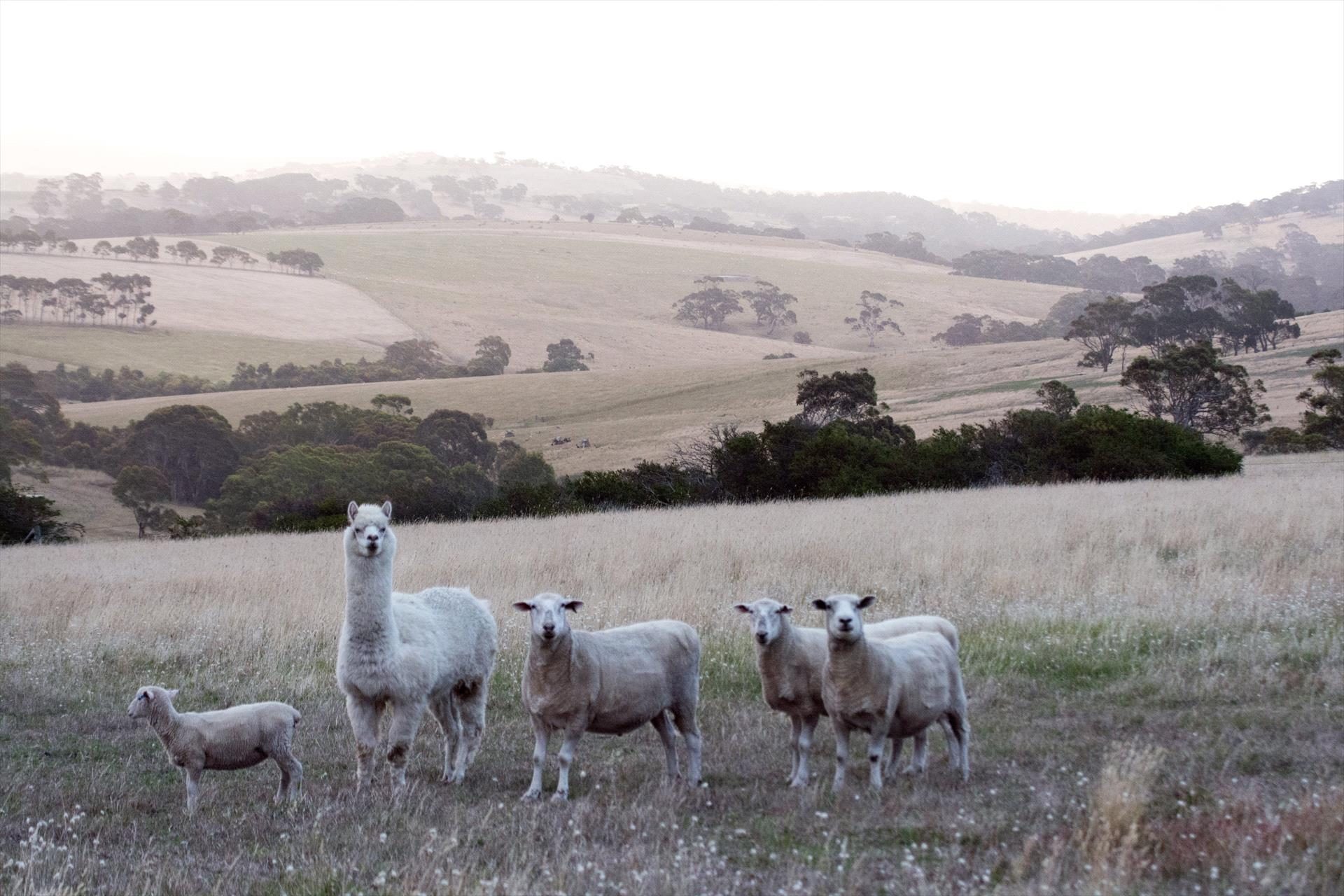 Lush Pastures in Bald Hills, SA — photo 1