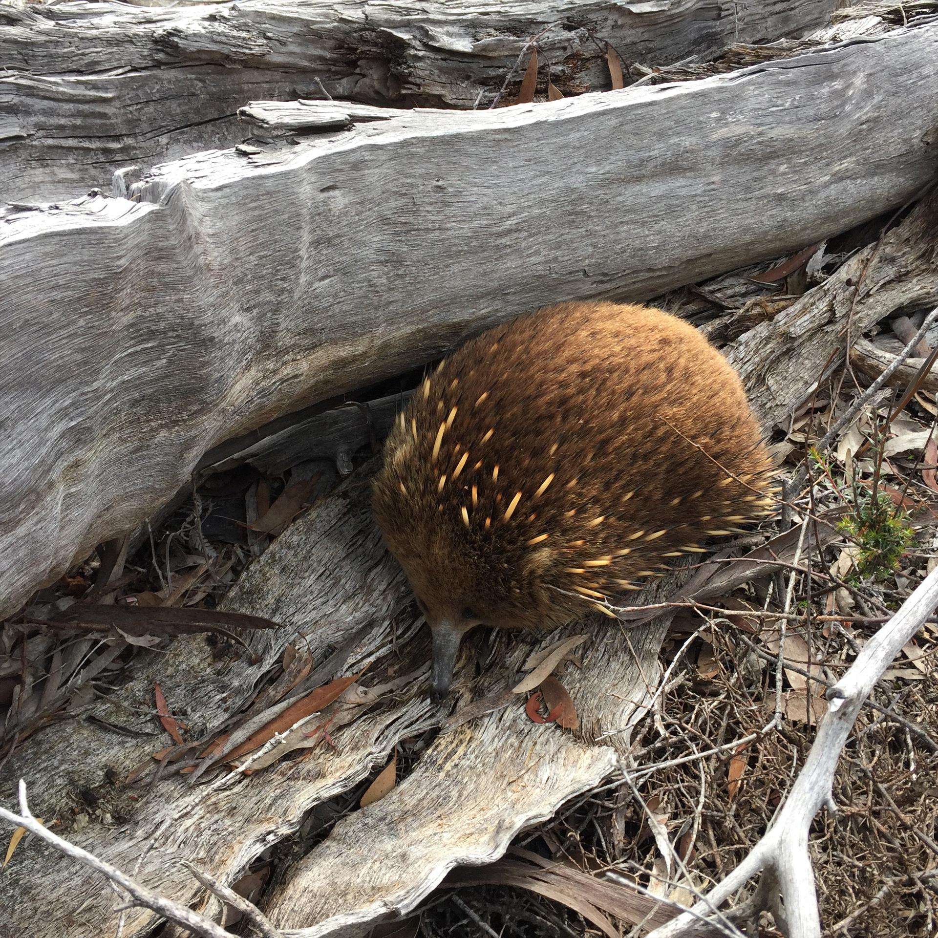 Echidna on Bruny in North Bruny, TAS — photo 4