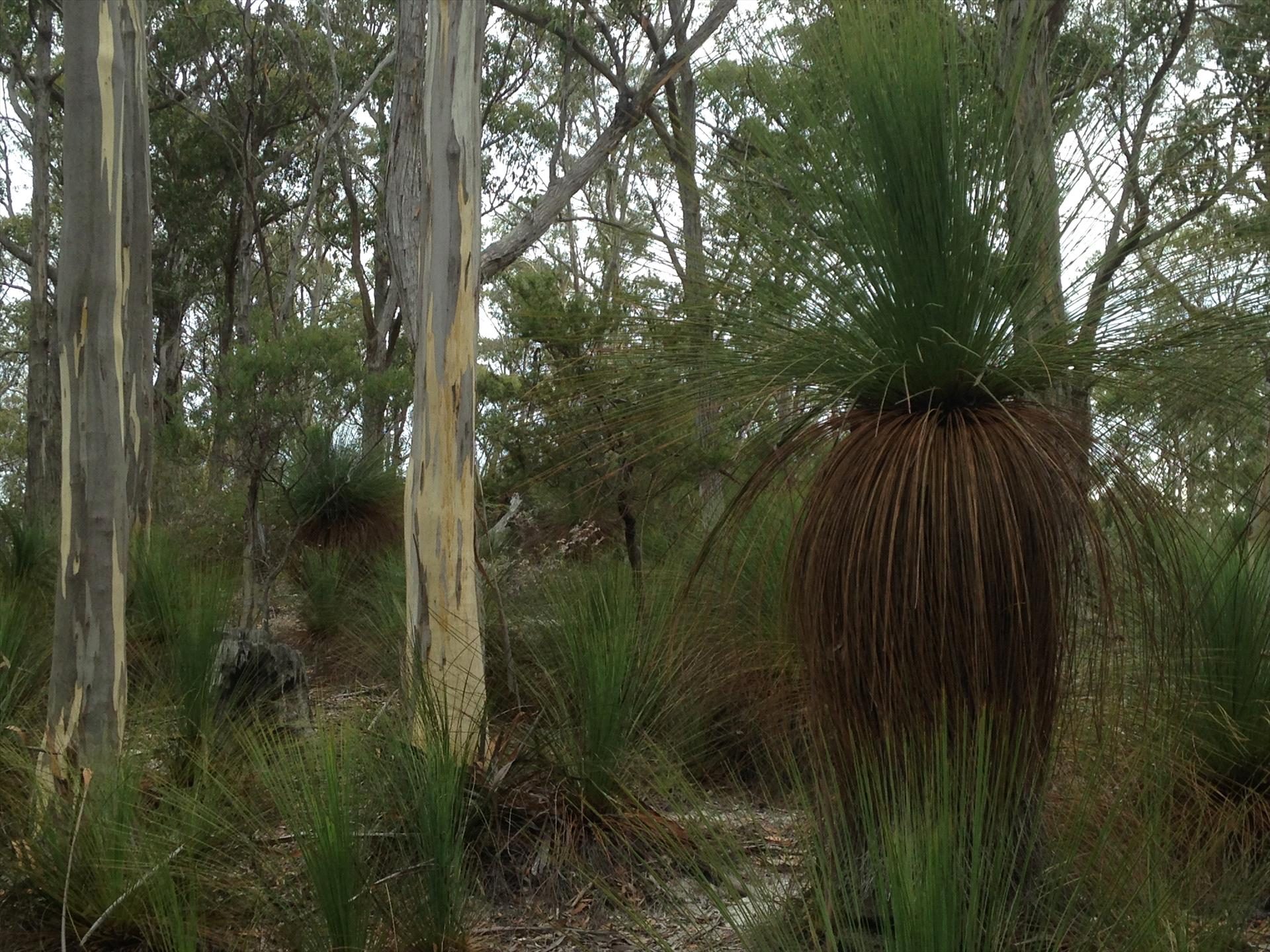 Echidna on Bruny in North Bruny, TAS — photo 1