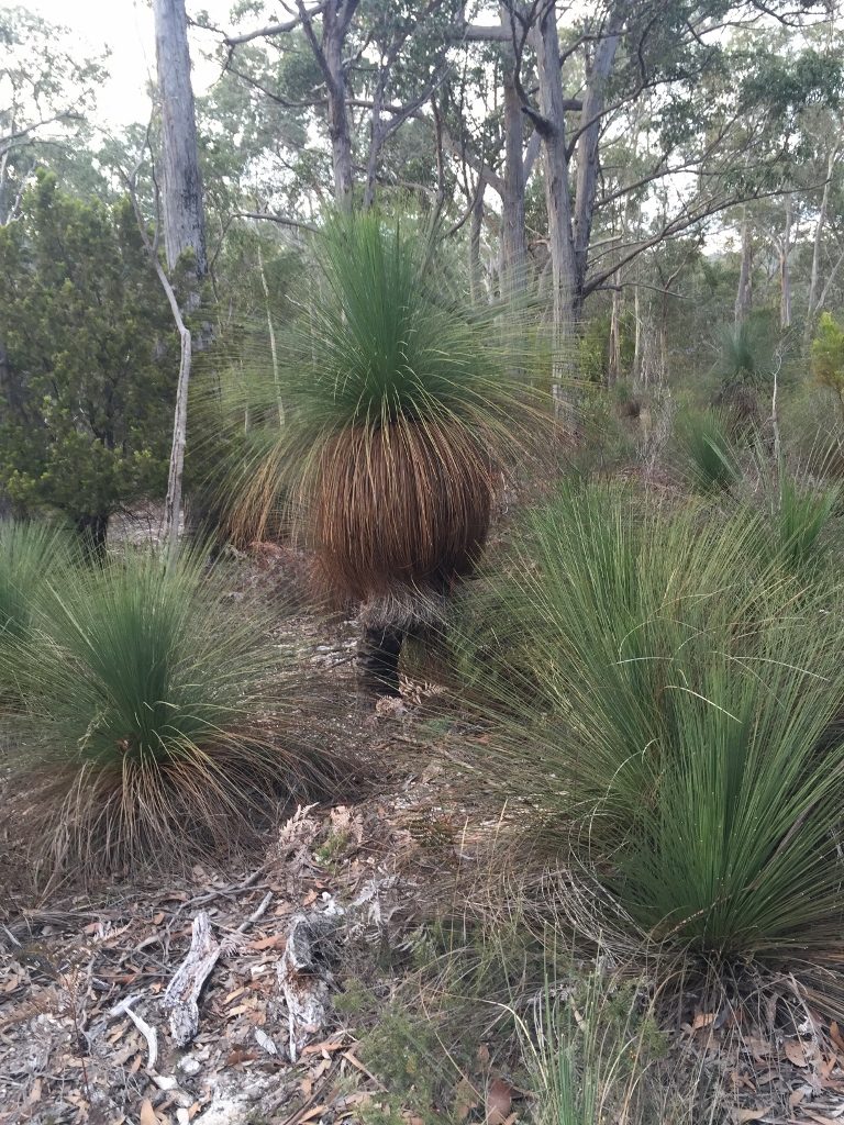 Echidna on Bruny in North Bruny, TAS — photo 5