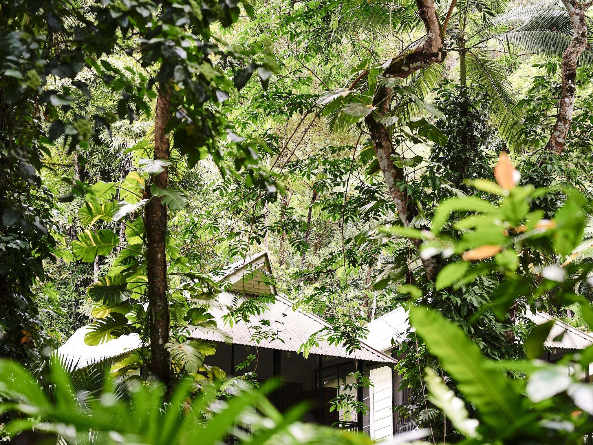 Intrepid Daintree Eco-Lodge in Daintree, QLD — photo 4