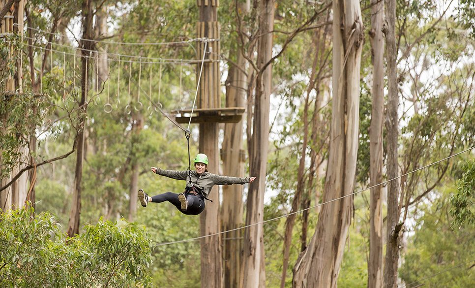 Live Wire Park in Lorne, VIC — photo 4