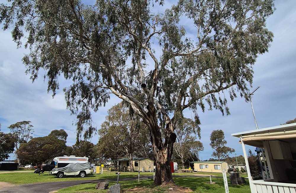 Eagle Point Caravan Park in Eagle Point, VIC — photo 2