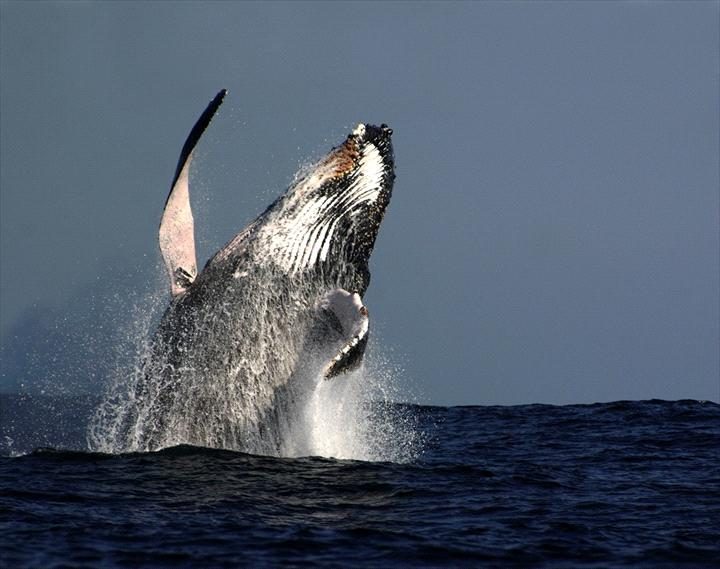 Oz Whale Watching/Sydney Princess Cruises in Pyrmont, NSW — photo 1