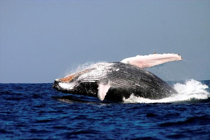 Oz Whale Watching/Sydney Princess Cruises in Pyrmont, NSW — photo 5