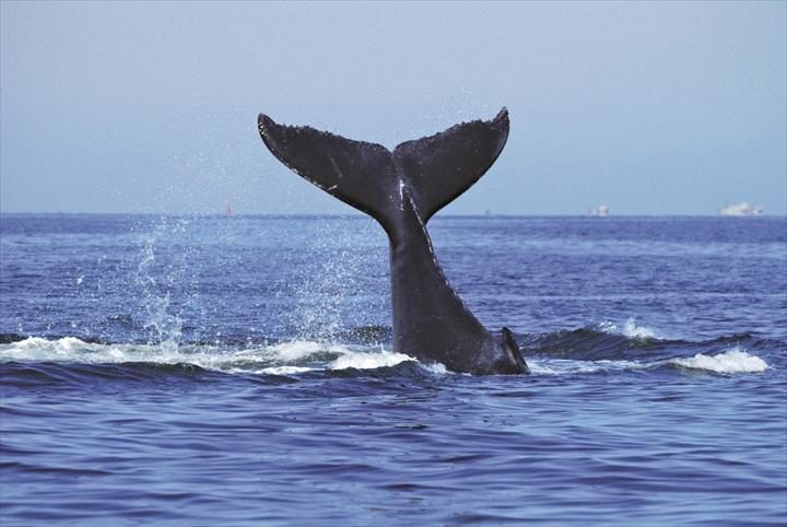 Oz Whale Watching/Sydney Princess Cruises in Pyrmont, NSW — photo 2