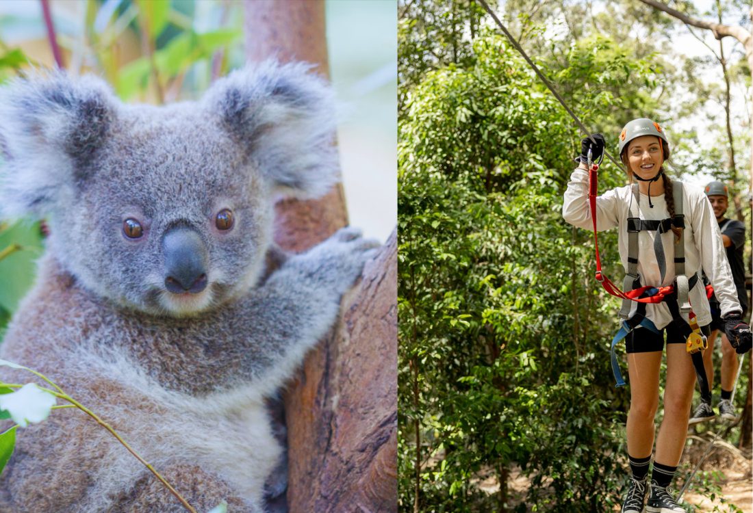 Treetop Challenge in Woombye, QLD — photo 3