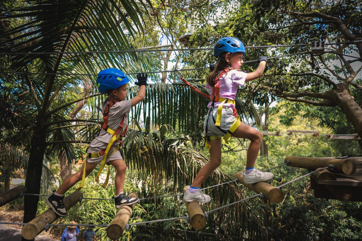 Treetops Adventure Central Coast in Wyong Creek, NSW — photo 5