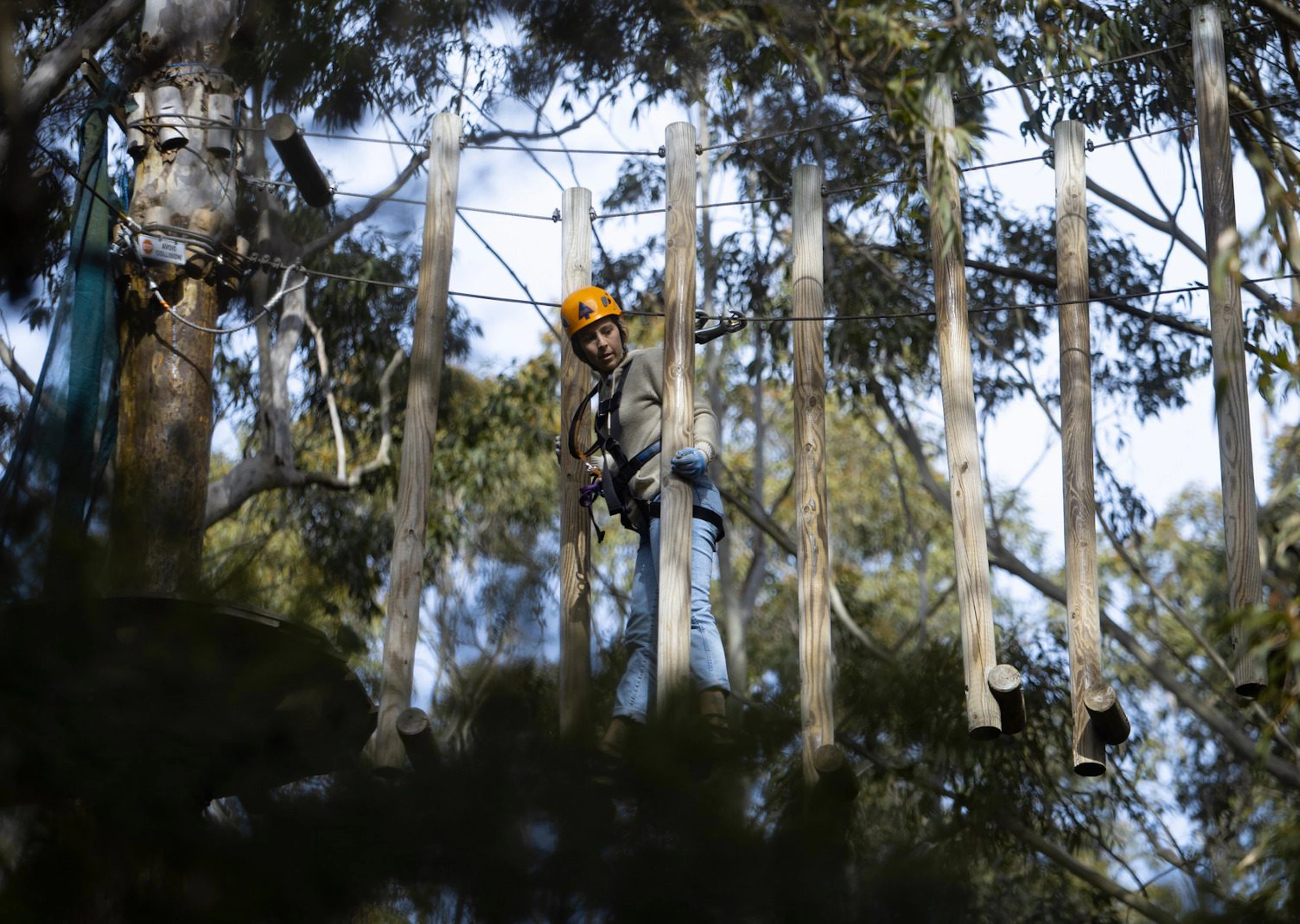 Treetops Adventure Central Coast in Wyong Creek, NSW — photo 2