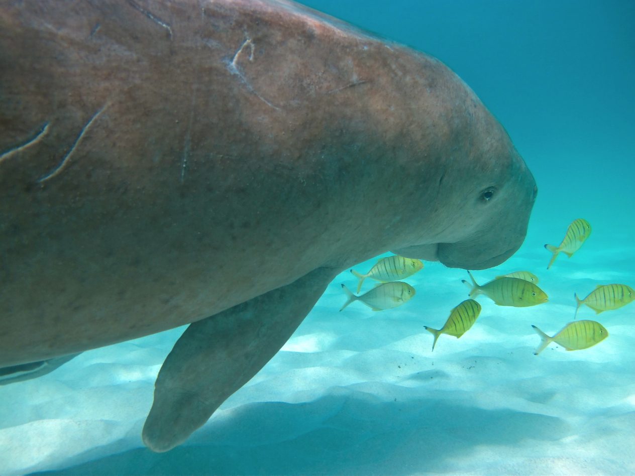 Ningaloo Discovery in Exmouth, WA — photo 1
