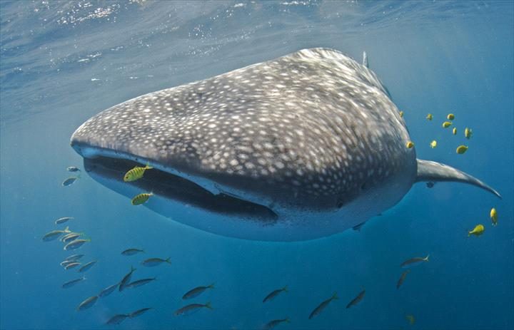 Ningaloo Discovery in Exmouth, WA — photo 2