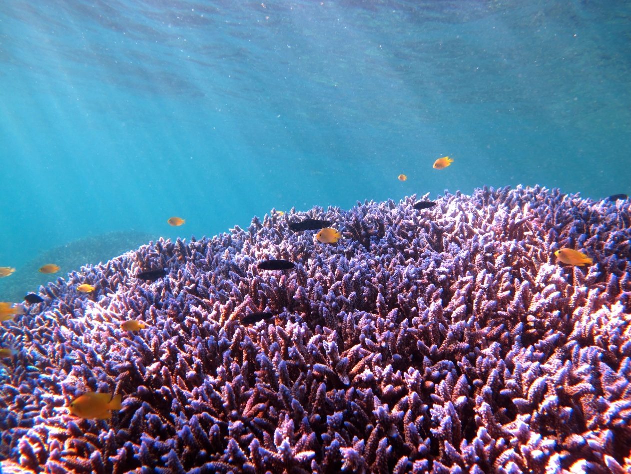 Ningaloo Discovery in Exmouth, WA — photo 5