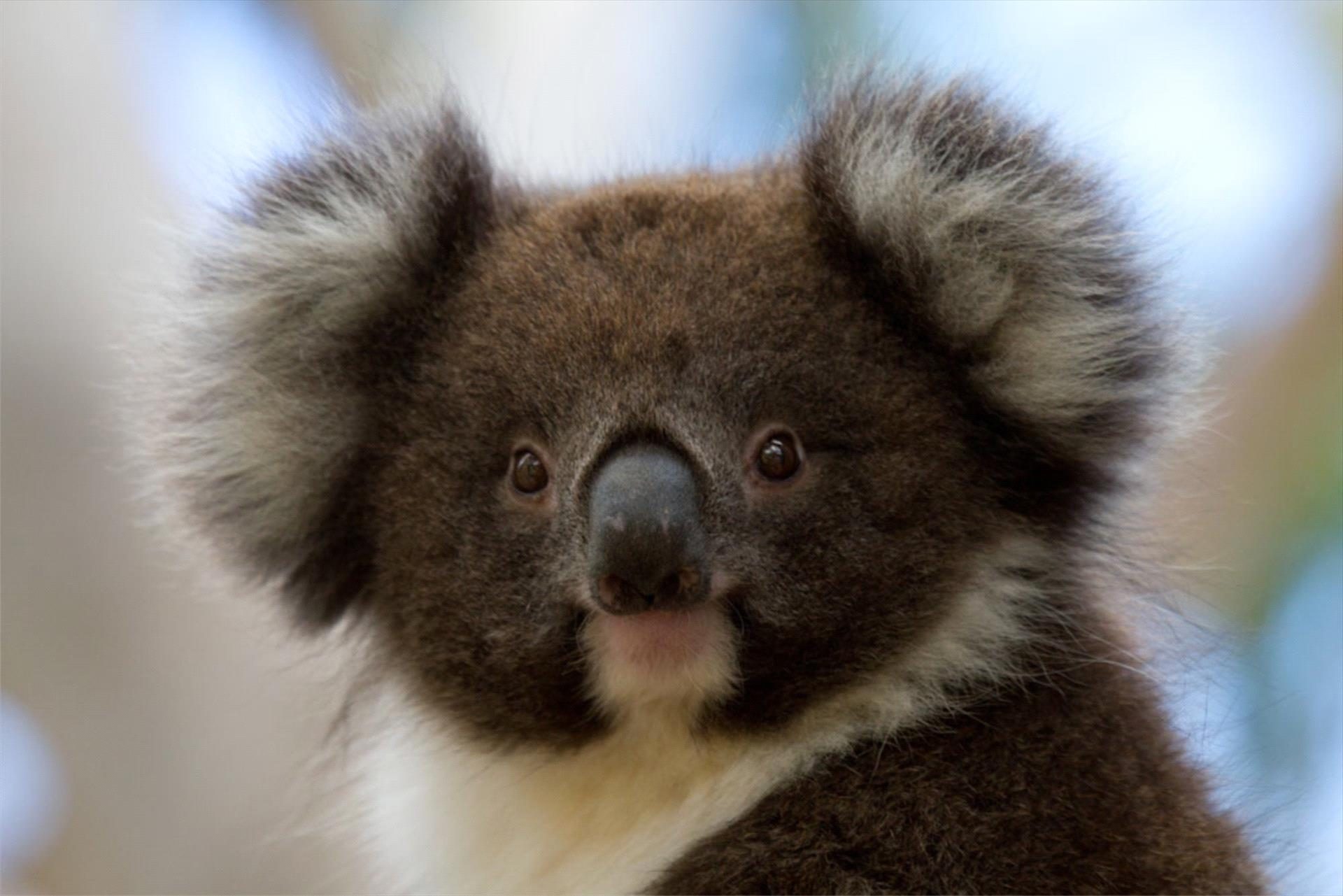 Bimbi Park Camping Under Koalas — Apollo Bay, VIC