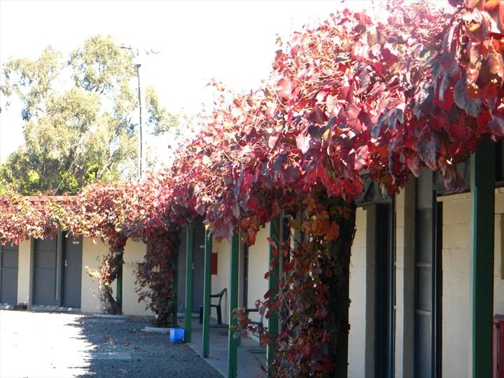 Cobram Colonial Motor Inn in Cobram, VIC — photo 2