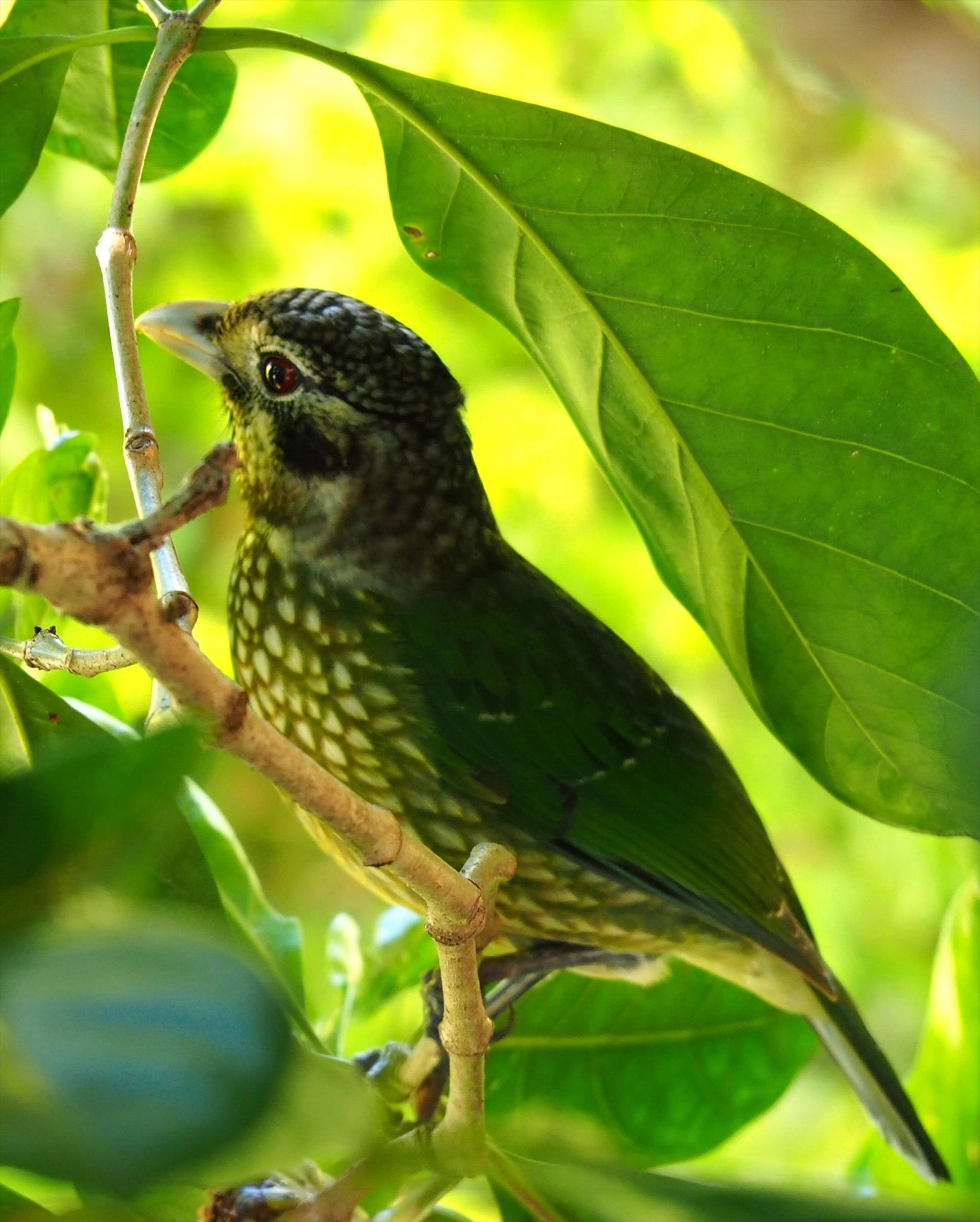 Atherton Blue Gum in Atherton, QLD — photo 4