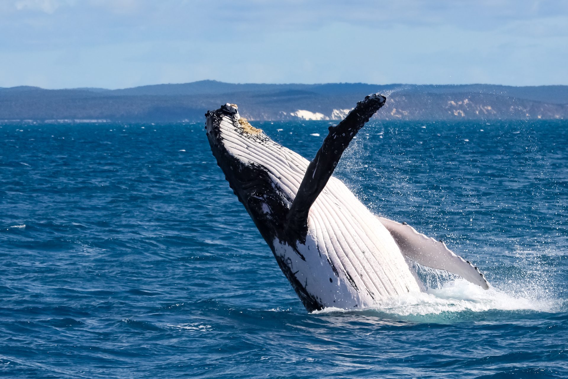 King George Sound Safari in Albany, WA — photo 4