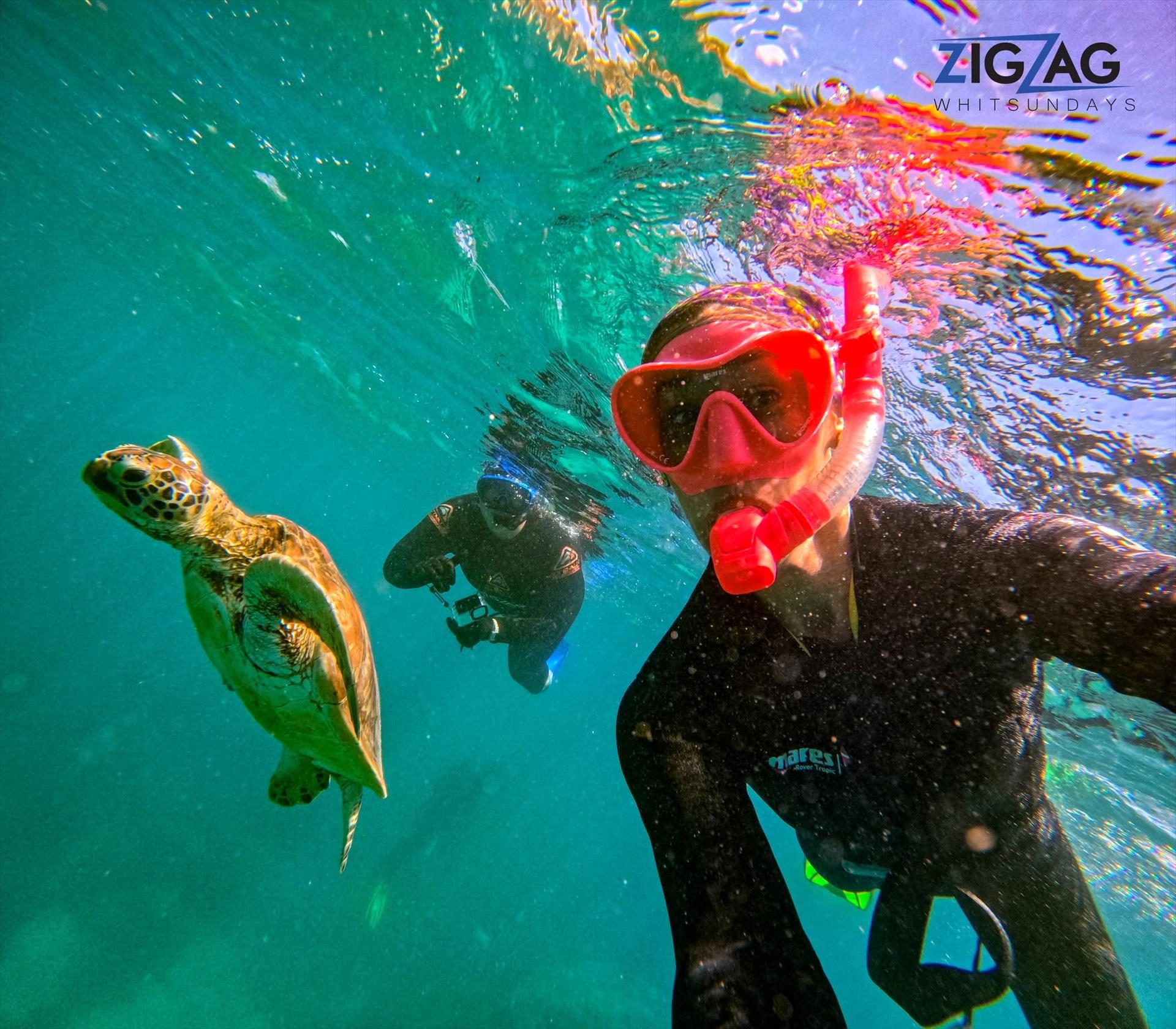 ZigZag Whitsundays in Airlie Beach, QLD — photo 5