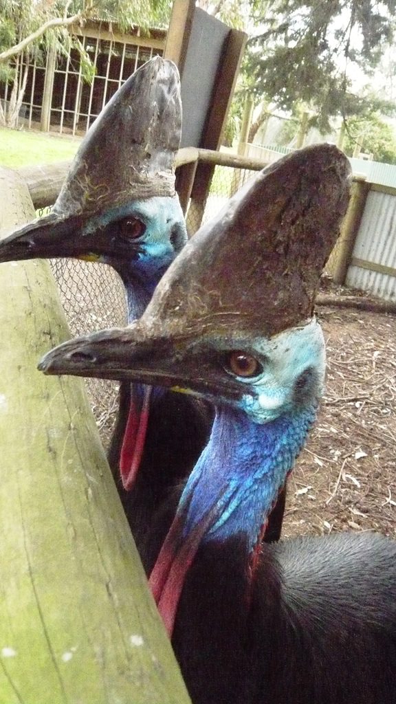 Australian Natural Treasures Touring in Woodend, VIC — photo 1