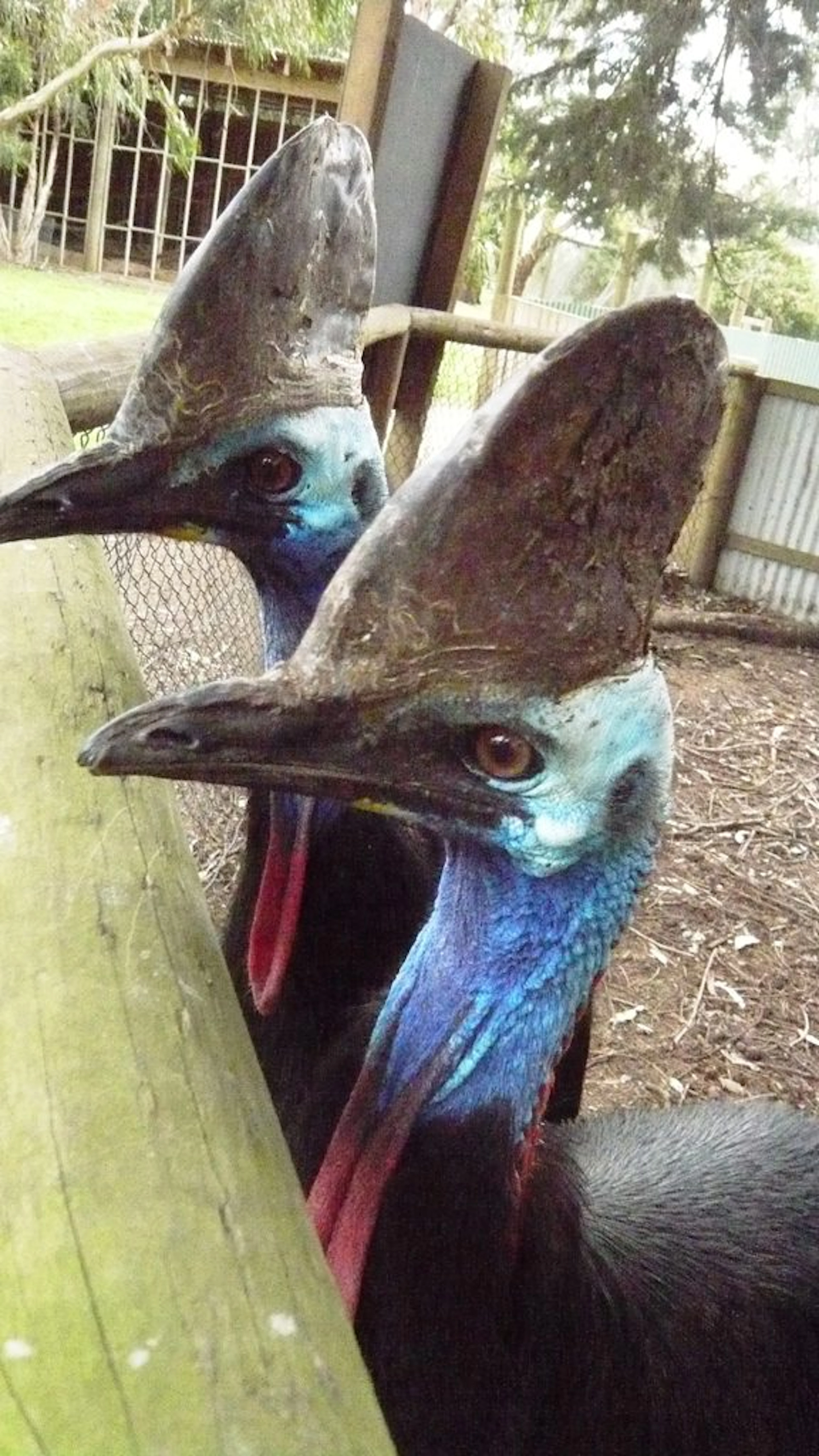 Australian Natural Treasures Touring in Woodend, VIC — photo 1