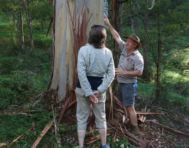 Chapman Tours in Glenbrook, NSW — photo 1