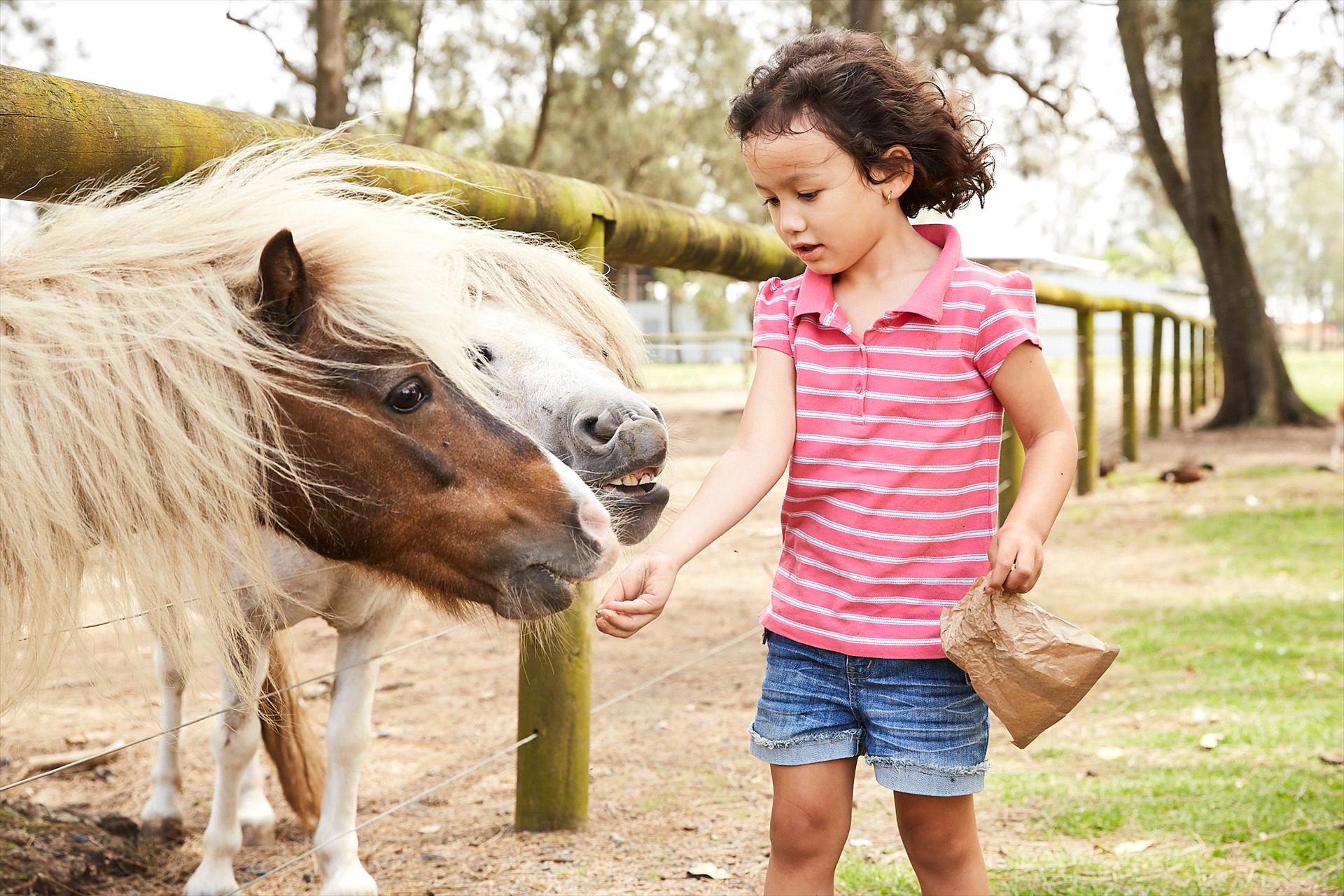 Oakvale Wildlife Park in Salt Ash, NSW — photo 4