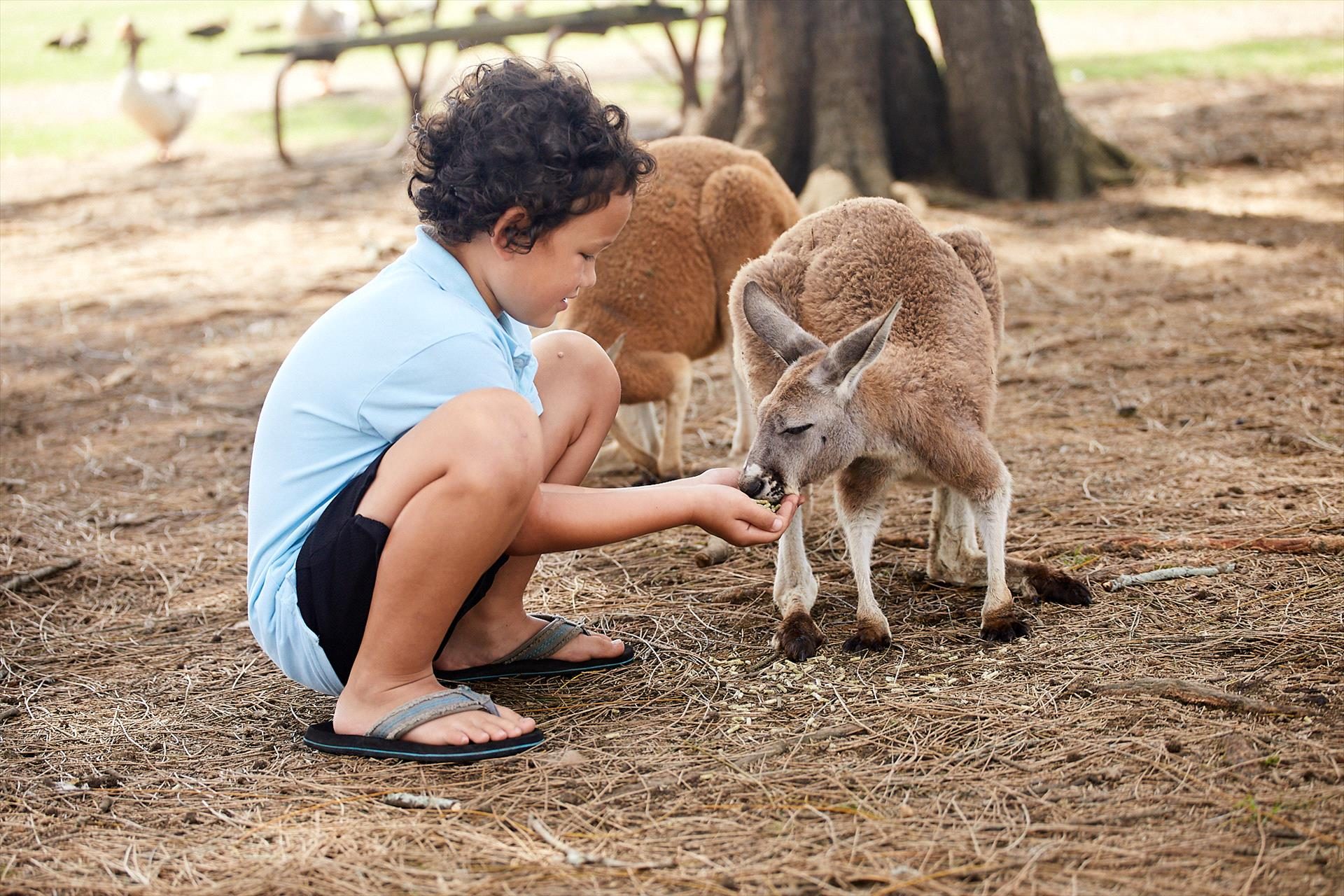 Oakvale Wildlife Park in Salt Ash, NSW — photo 5