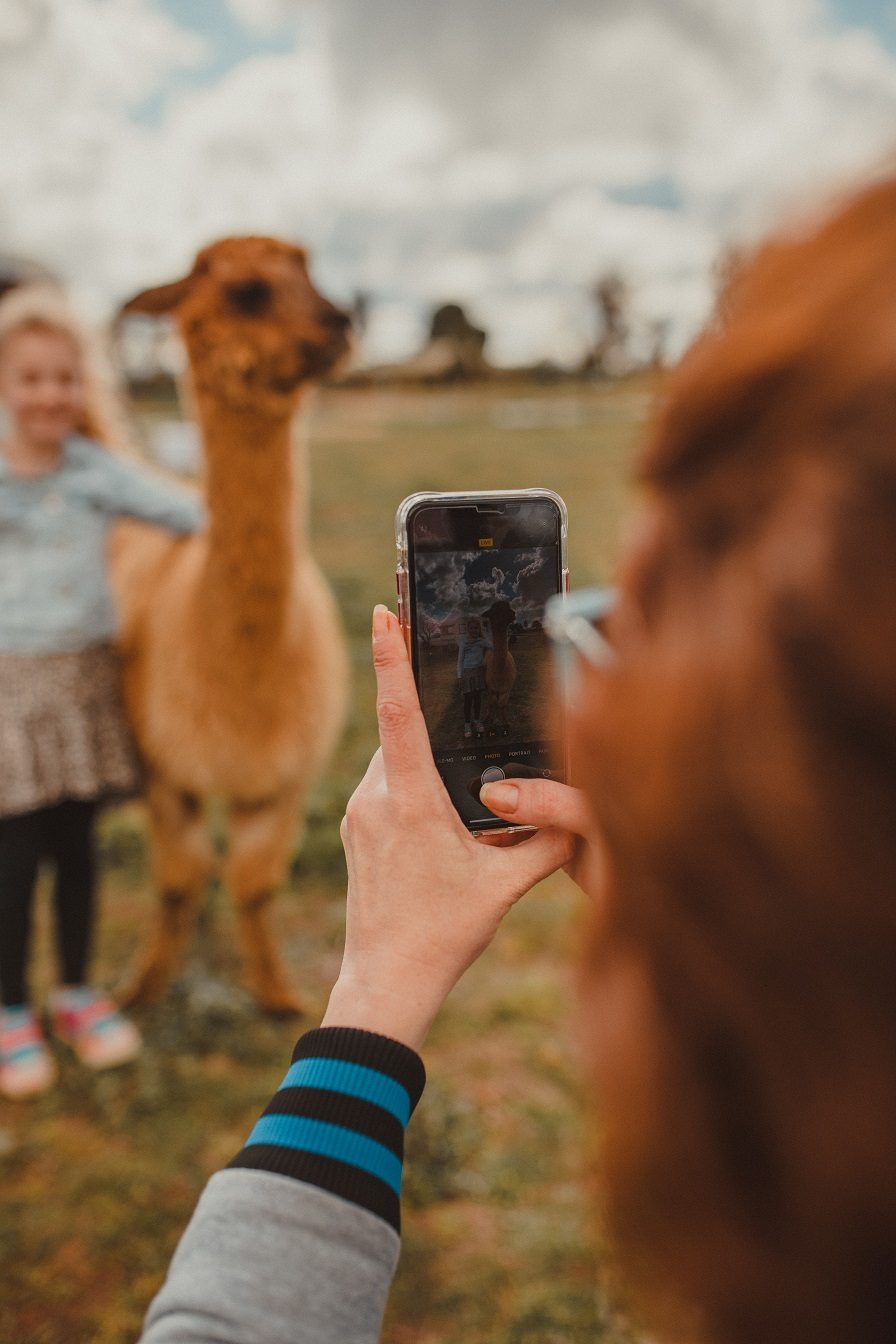Quentin Park Alpacas and Studio Gallery in Peterborough, SA — photo 2