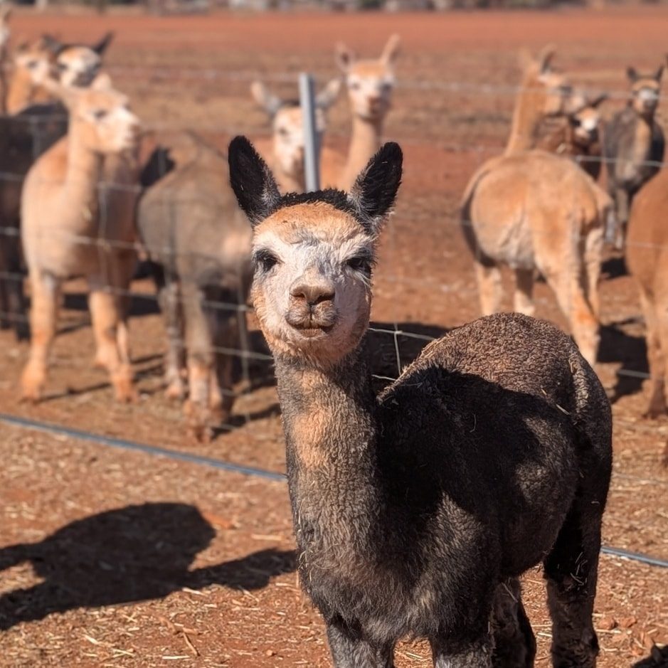 Quentin Park Alpacas and Studio Gallery in Peterborough, SA — photo 5