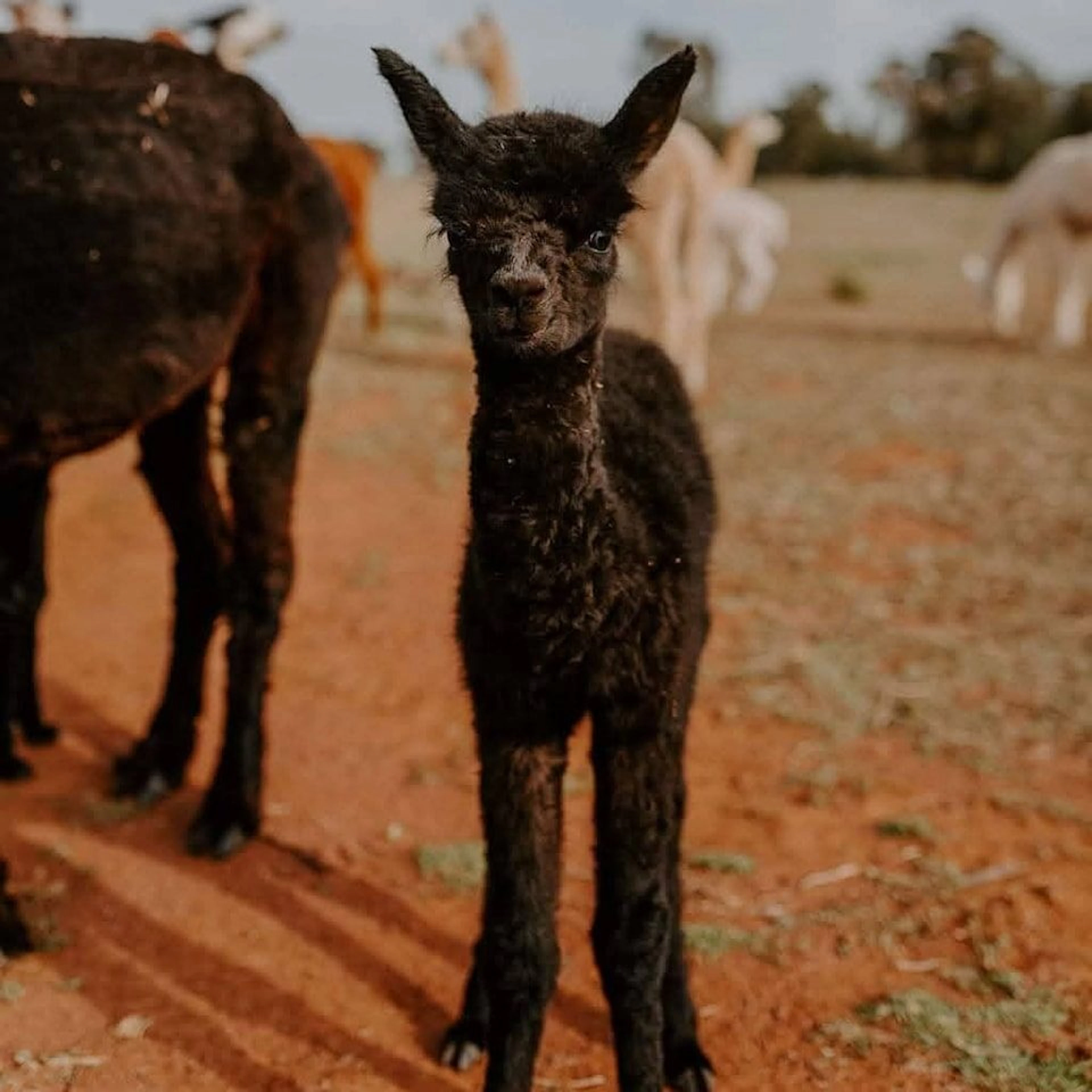 Quentin Park Alpacas and Studio Gallery in Peterborough, SA — photo 3